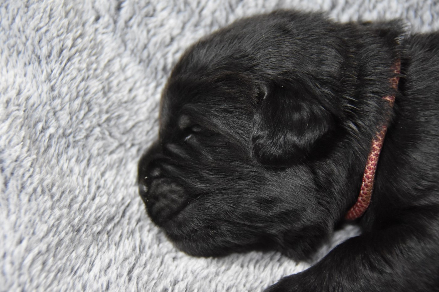 De La Terre De Neaure - Chiots disponibles - Terre-neuve