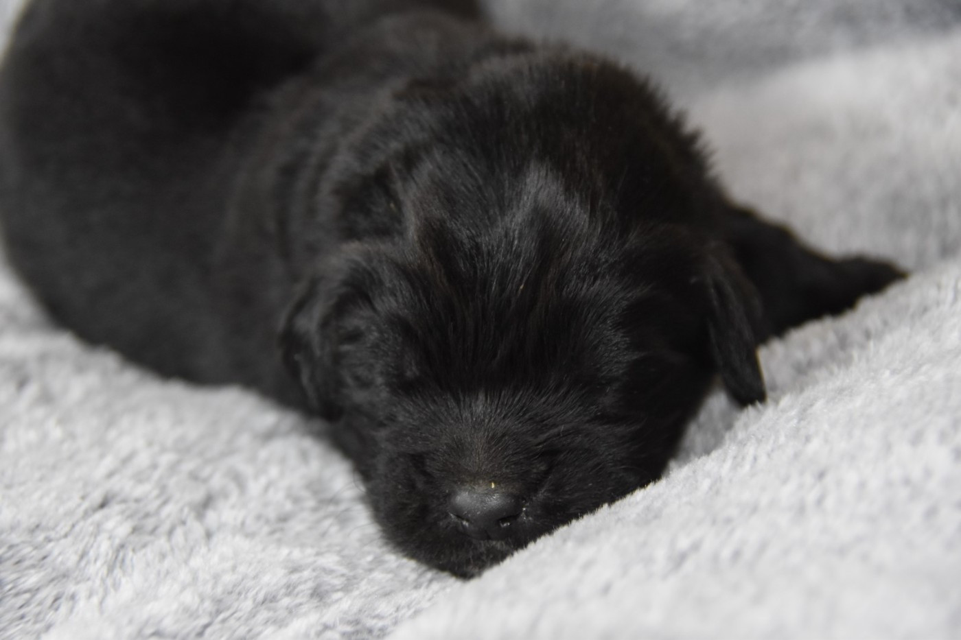 De La Terre De Neaure - Chiots disponibles - Terre-neuve