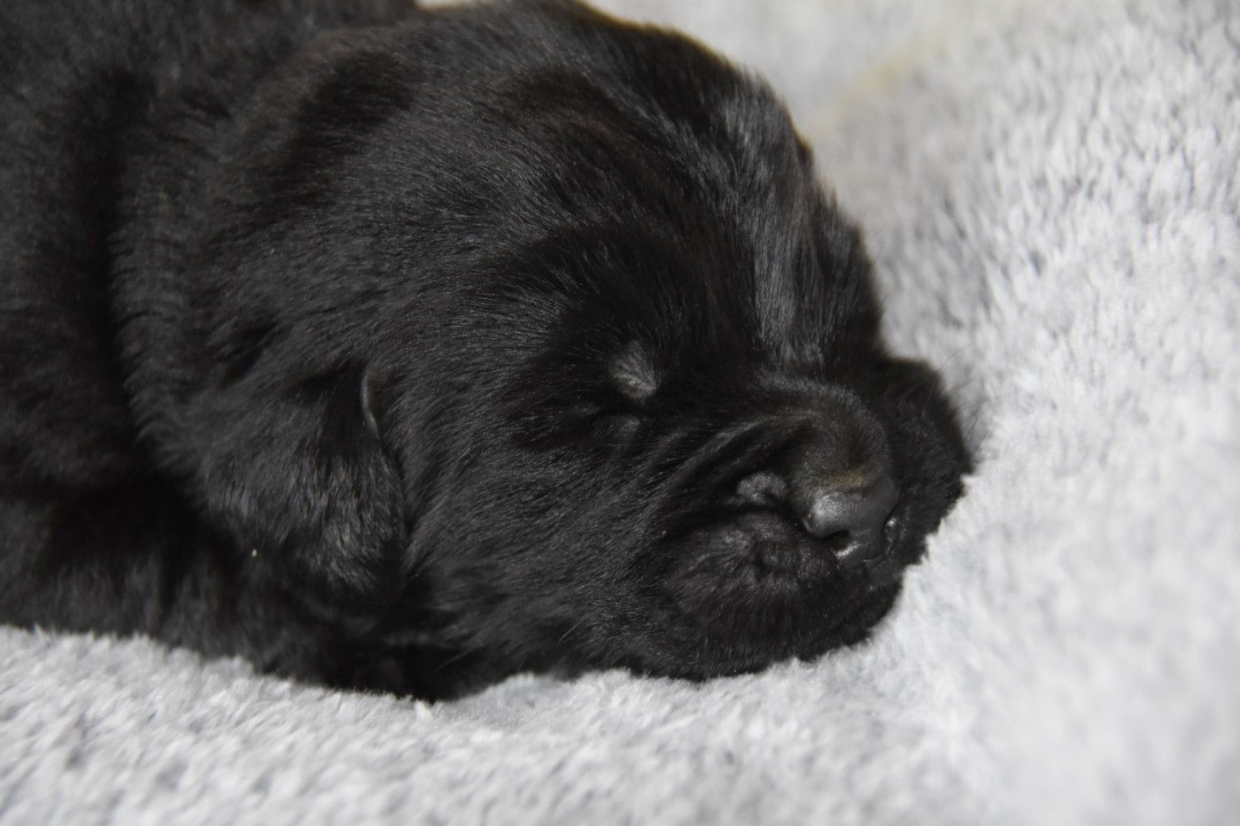 De La Terre De Neaure - Chiots disponibles - Terre-neuve
