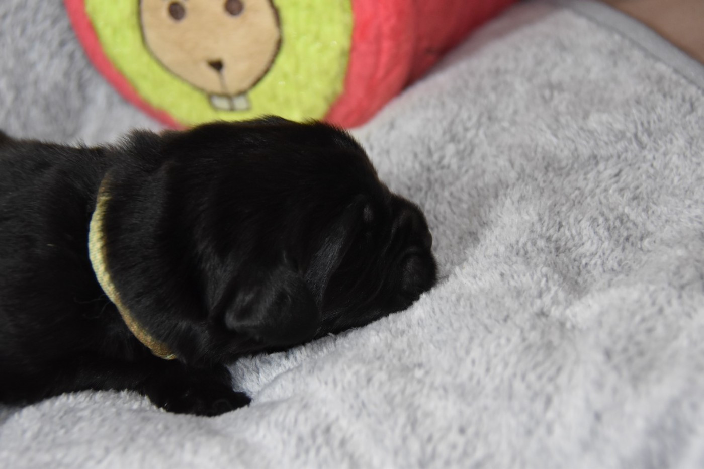 De La Terre De Neaure - Chiots disponibles - Terre-neuve