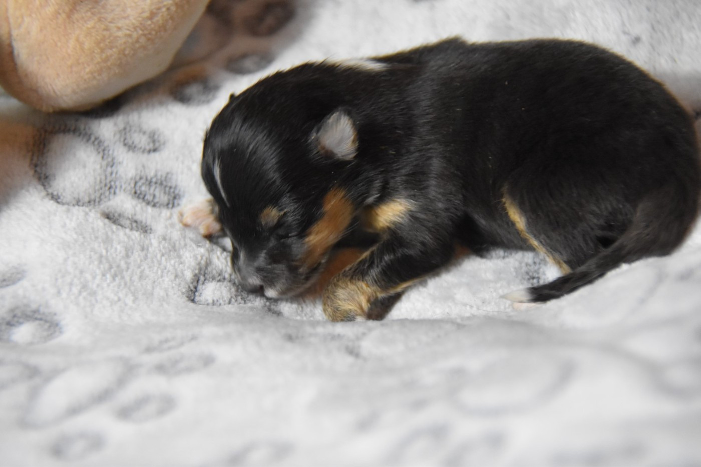 De La Terre De Neaure - Chiots disponibles - Shetland Sheepdog