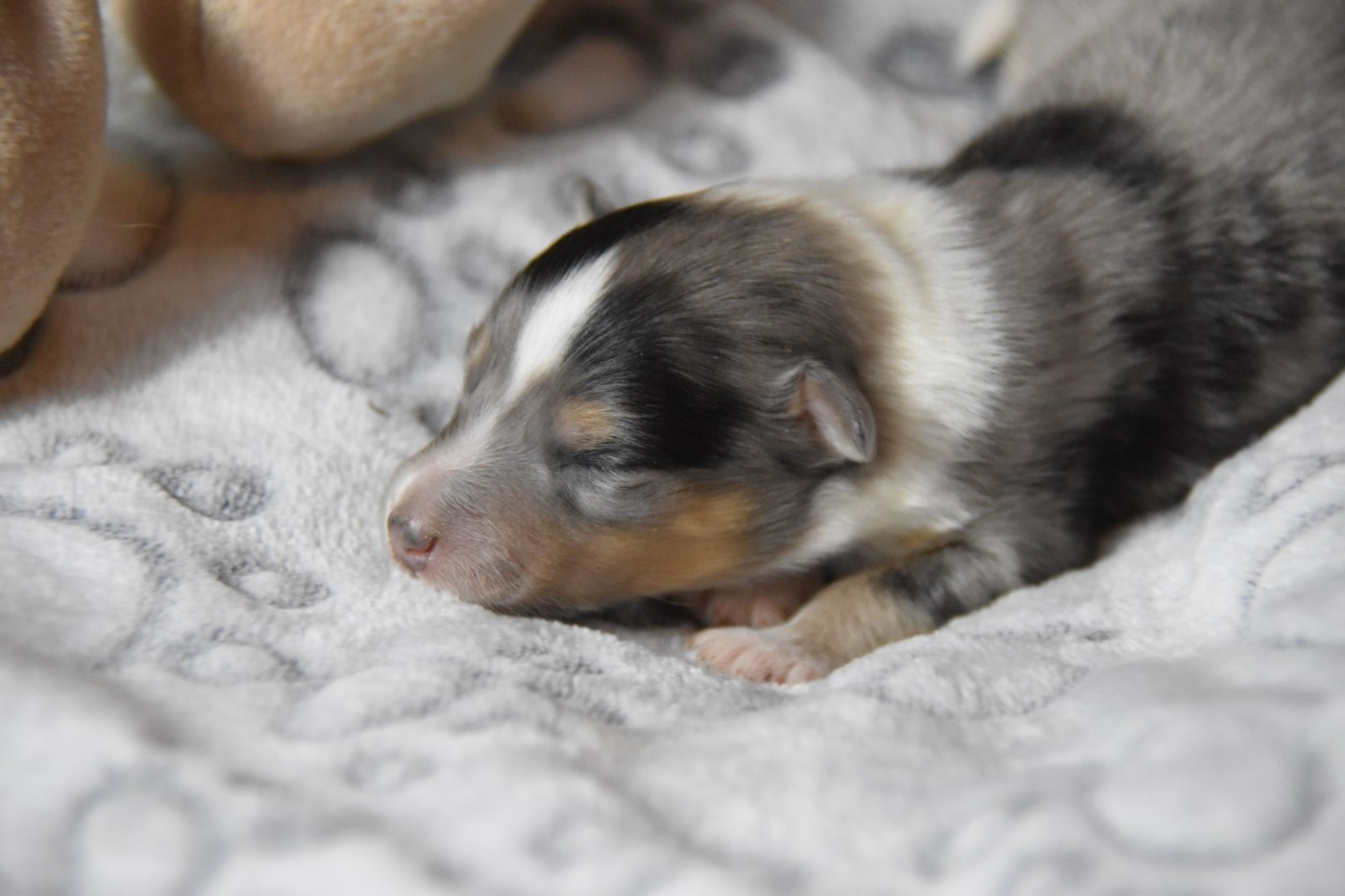 De La Terre De Neaure - Chiots disponibles - Shetland Sheepdog
