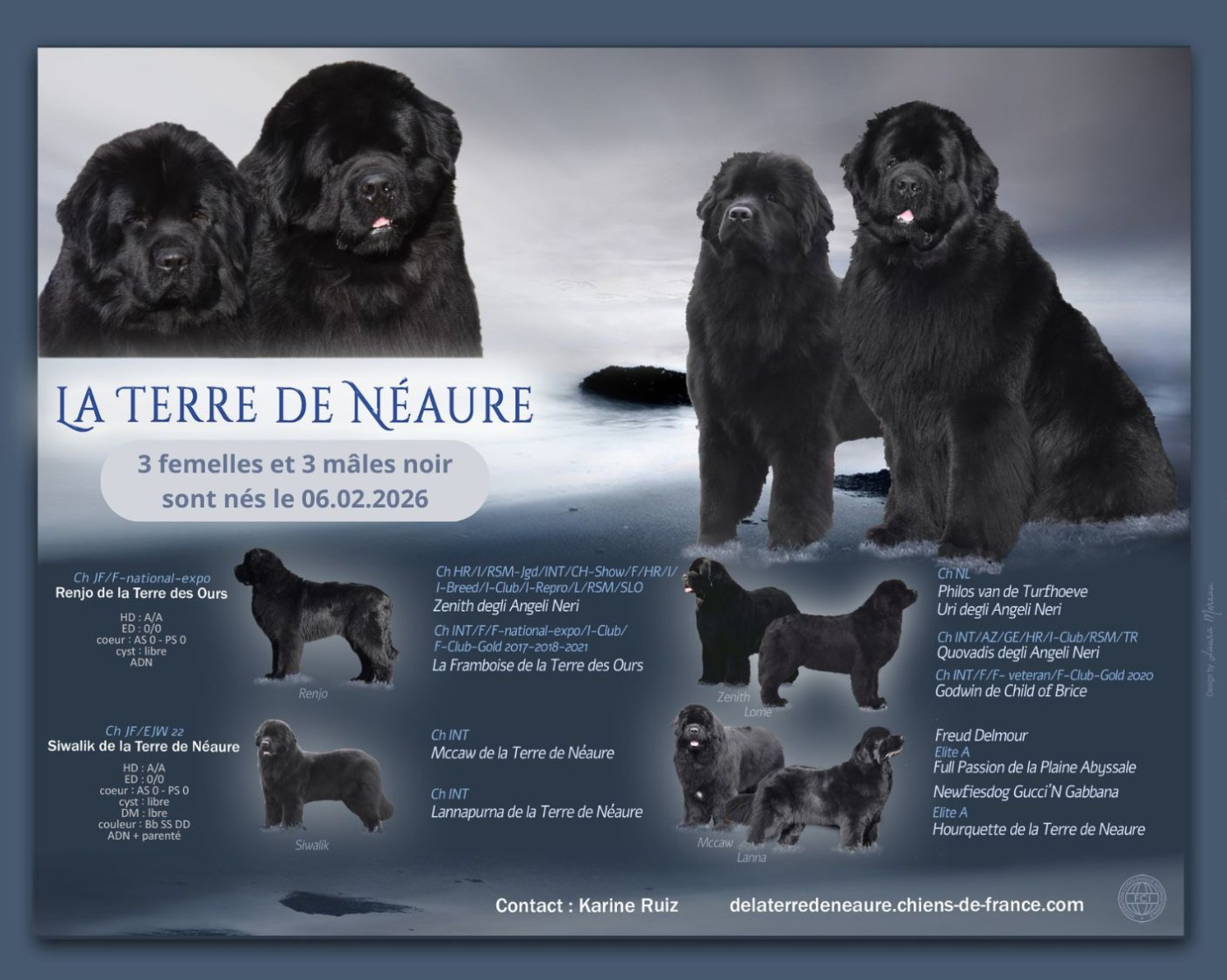 De La Terre De Neaure - Terre-neuve - Portée née le 06/02/2026