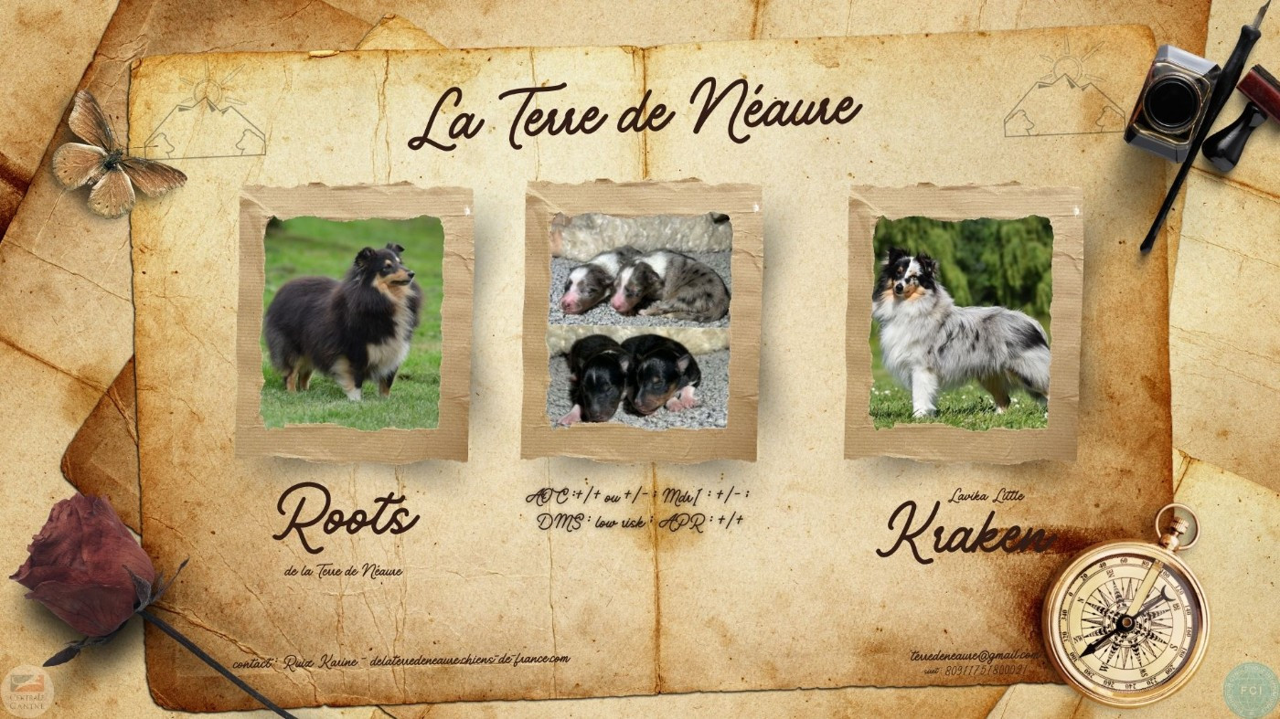 De La Terre De Neaure - Shetland Sheepdog - Portée née le 22/02/2026