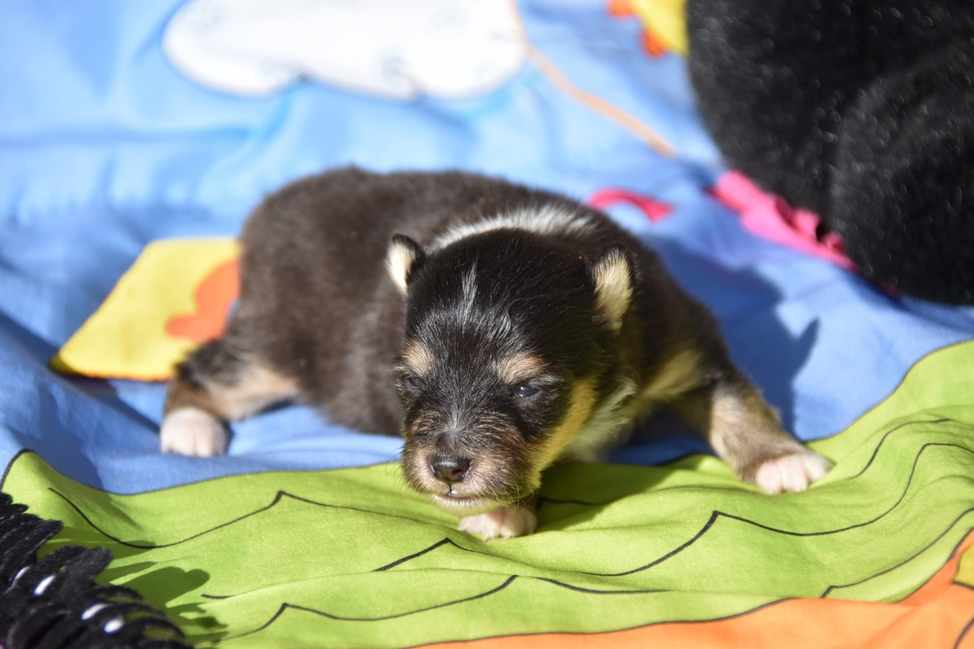 De La Terre De Neaure - Chiots disponibles - Shetland Sheepdog