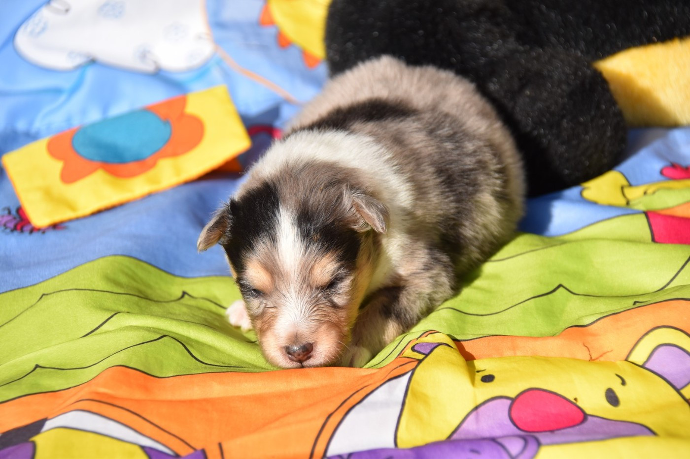 De La Terre De Neaure - Chiots disponibles - Shetland Sheepdog