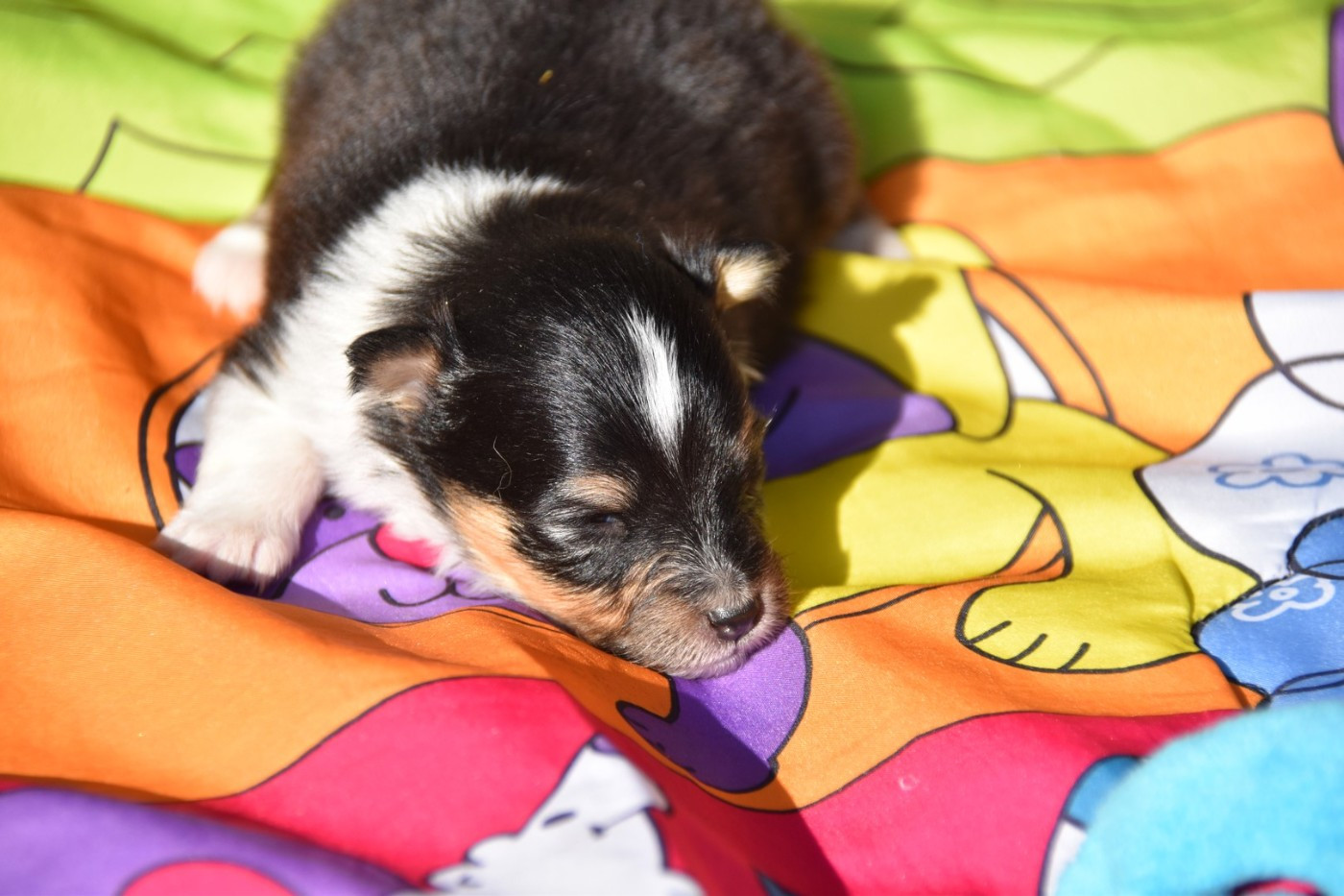De La Terre De Neaure - Chiots disponibles - Shetland Sheepdog