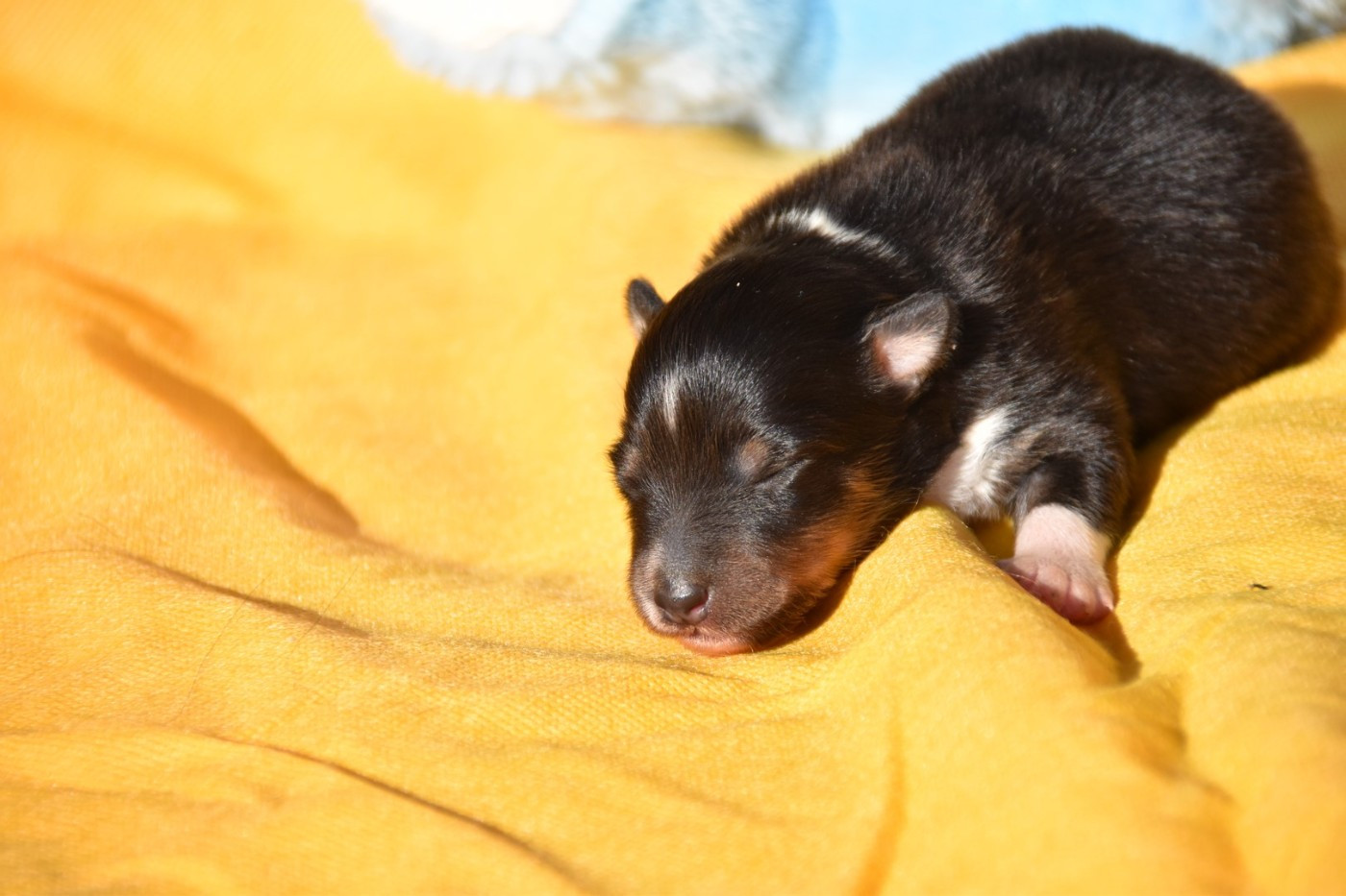 De La Terre De Neaure - Chiots disponibles - Shetland Sheepdog