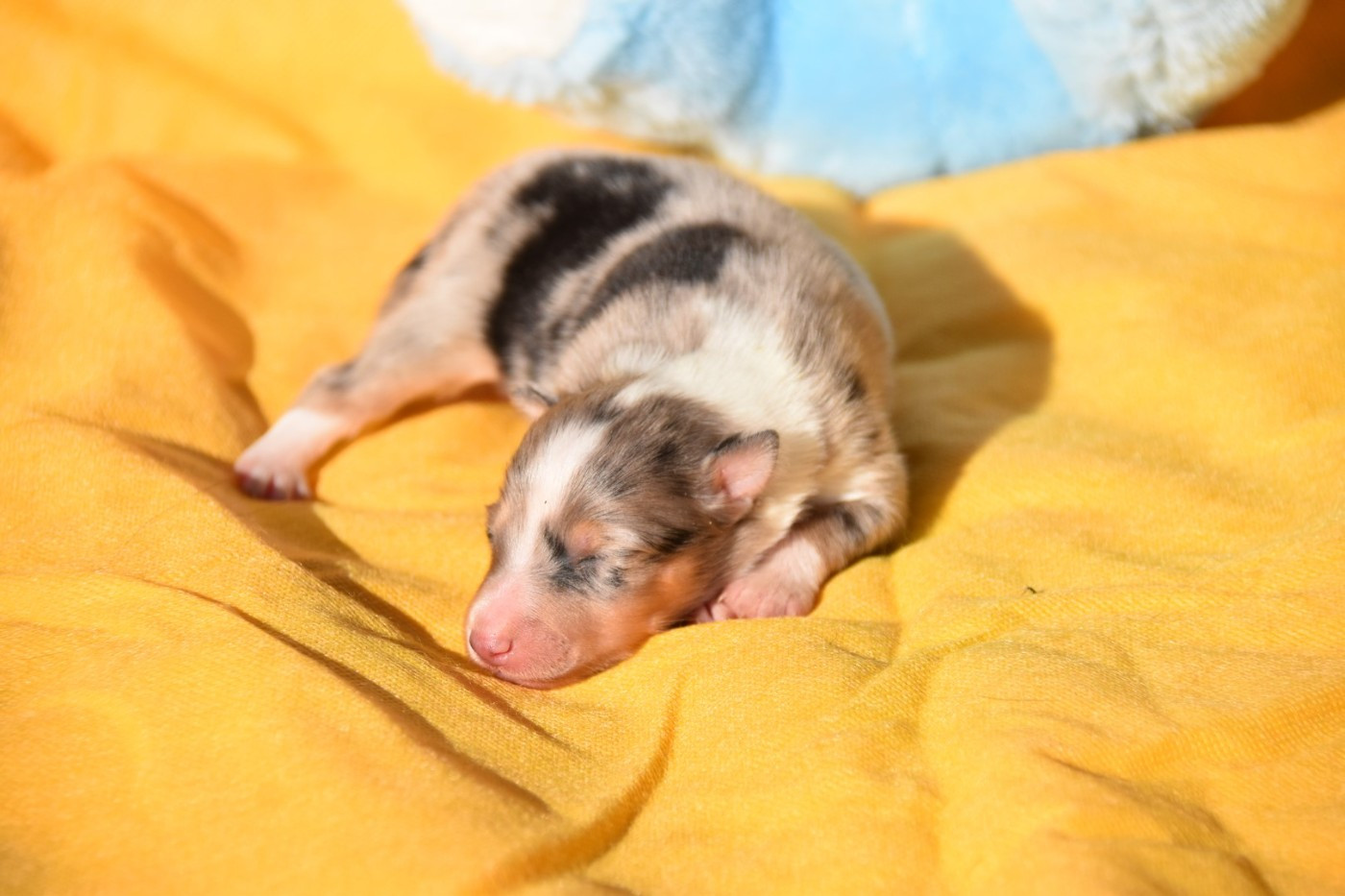 De La Terre De Neaure - Chiots disponibles - Shetland Sheepdog