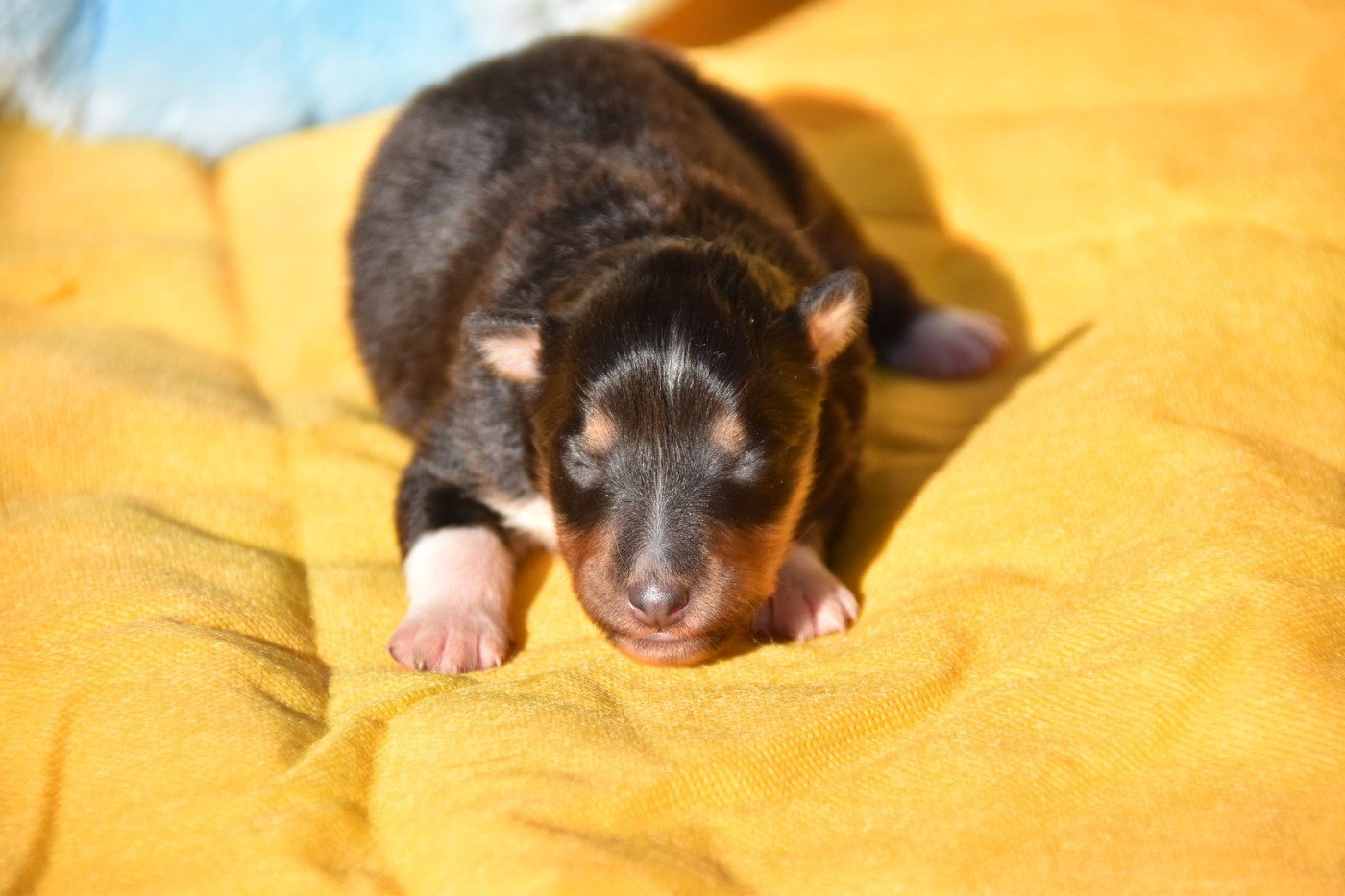 De La Terre De Neaure - Chiots disponibles - Shetland Sheepdog