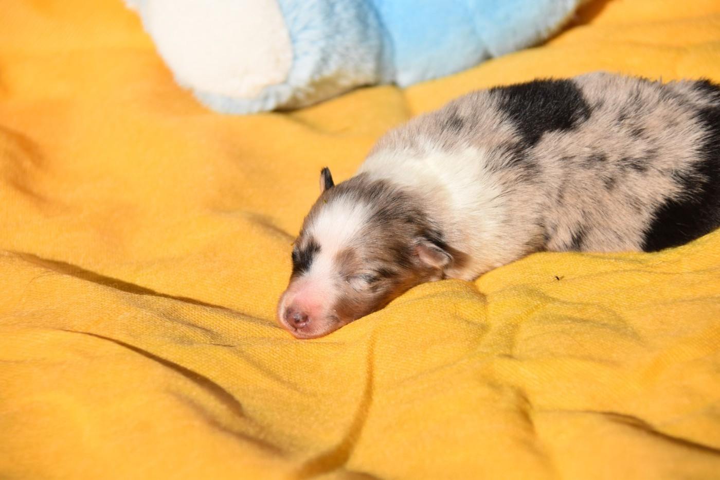 De La Terre De Neaure - Chiots disponibles - Shetland Sheepdog