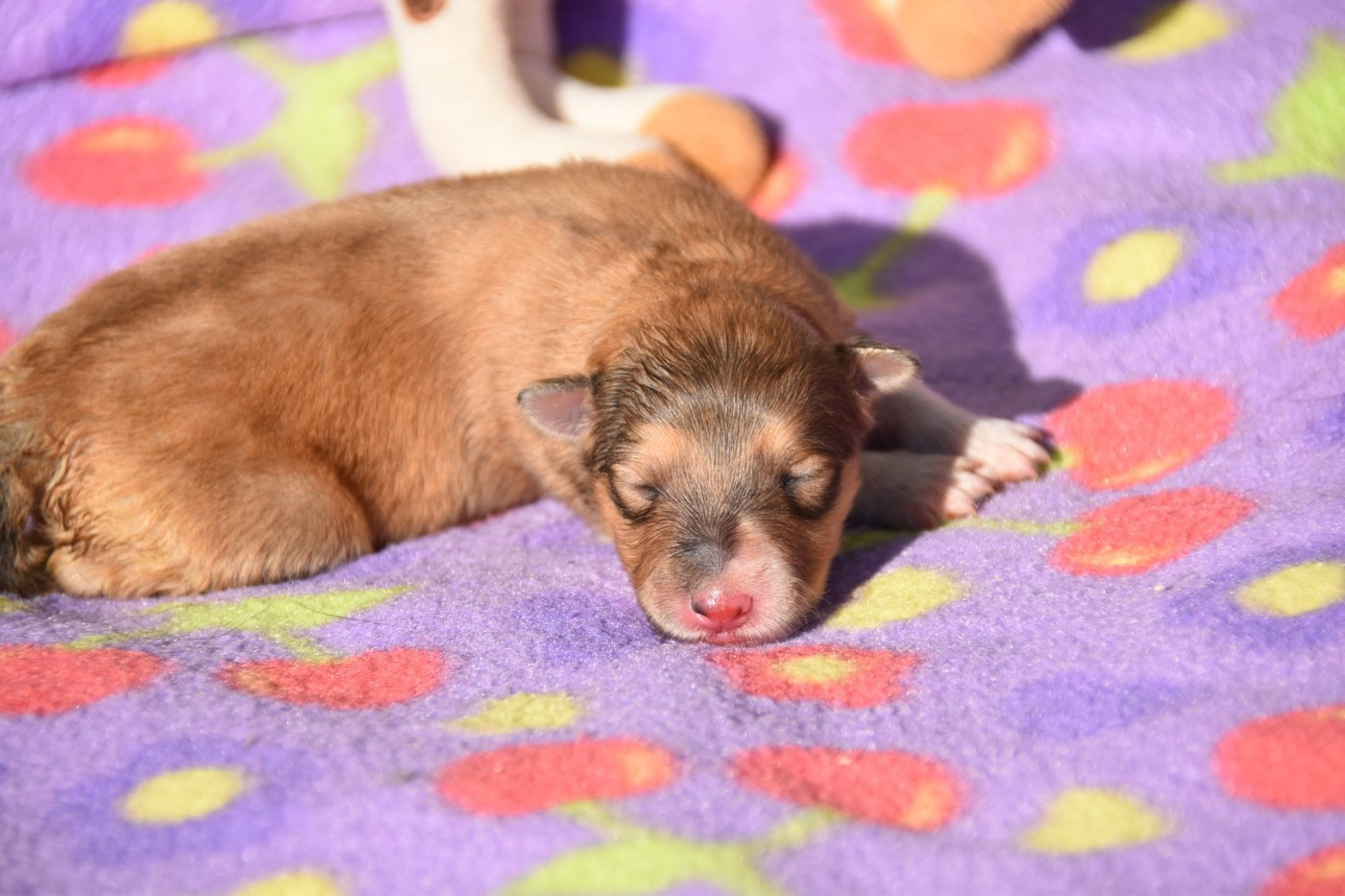 De La Terre De Neaure - Chiots disponibles - Shetland Sheepdog