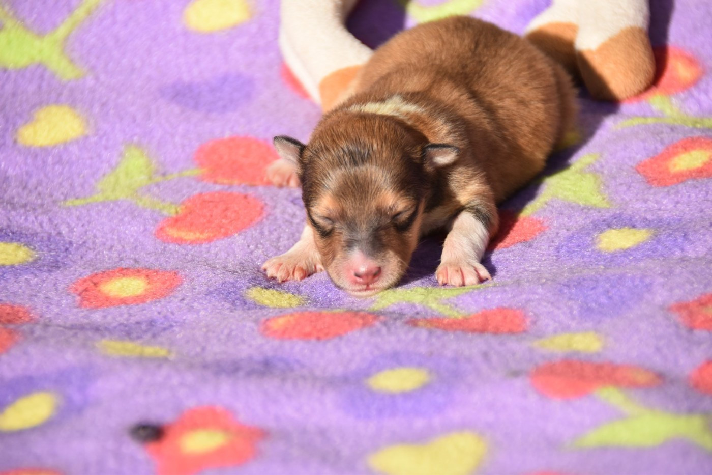 De La Terre De Neaure - Chiots disponibles - Shetland Sheepdog
