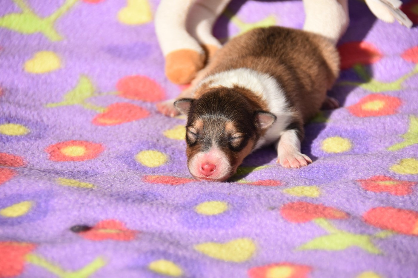 De La Terre De Neaure - Chiots disponibles - Shetland Sheepdog