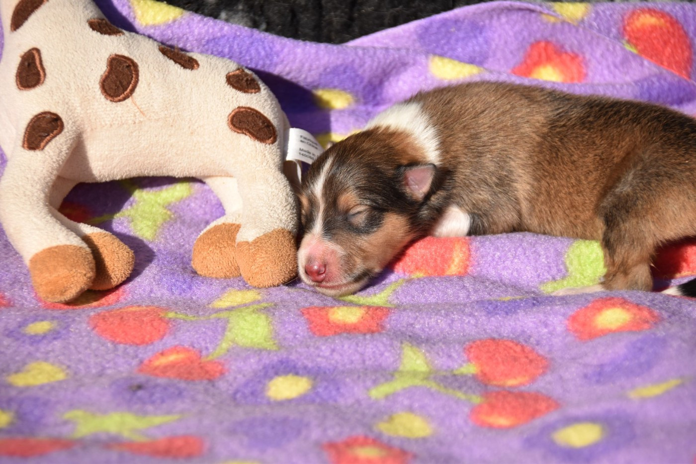 De La Terre De Neaure - Chiots disponibles - Shetland Sheepdog