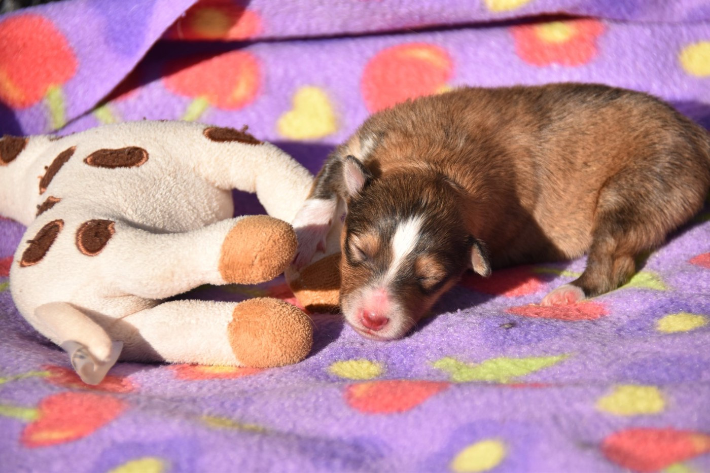 De La Terre De Neaure - Chiots disponibles - Shetland Sheepdog