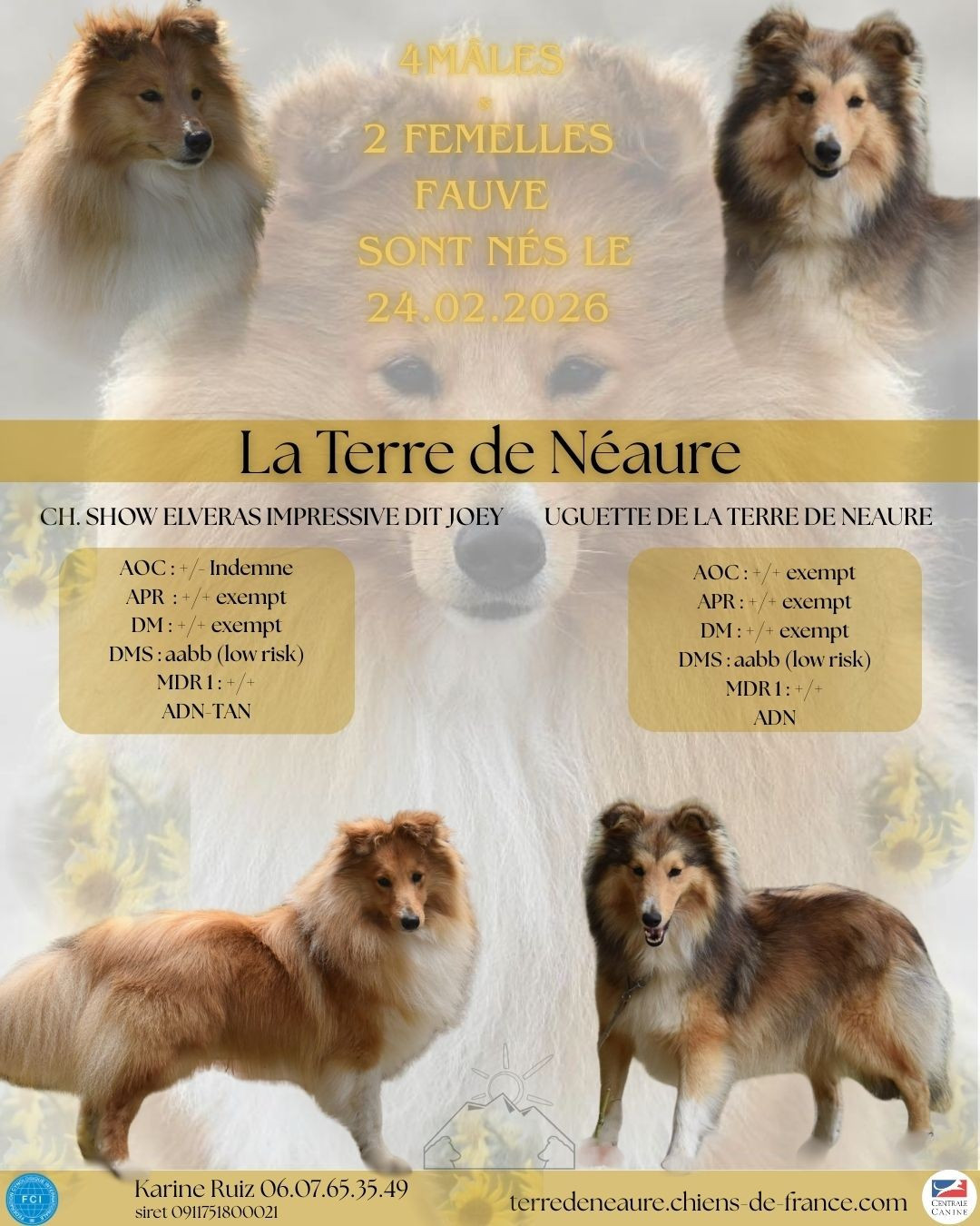Chiot Shetland Sheepdog De La Terre De Neaure