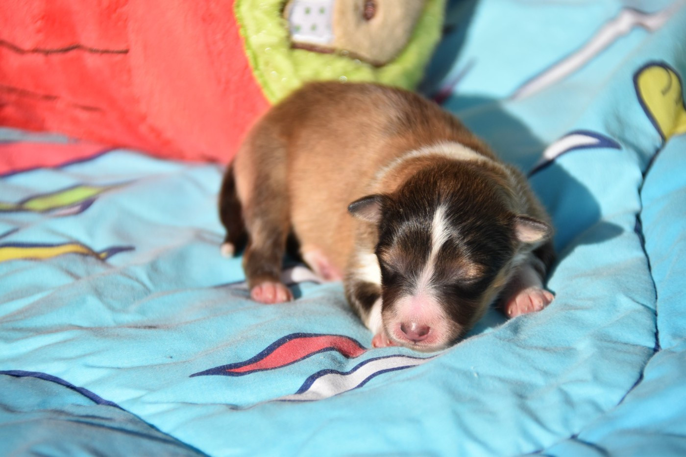 De La Terre De Neaure - Chiots disponibles - Shetland Sheepdog