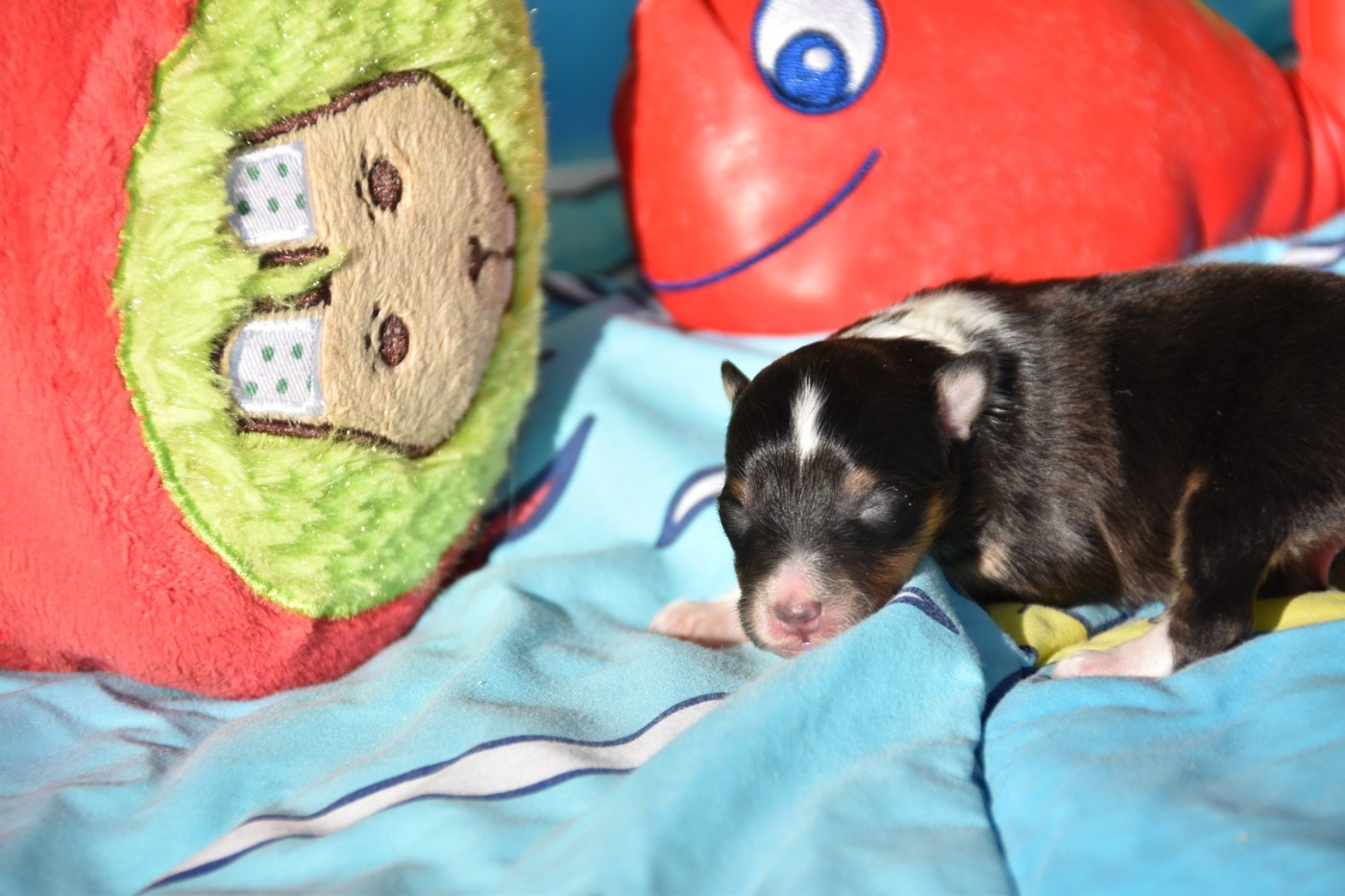 De La Terre De Neaure - Chiots disponibles - Shetland Sheepdog