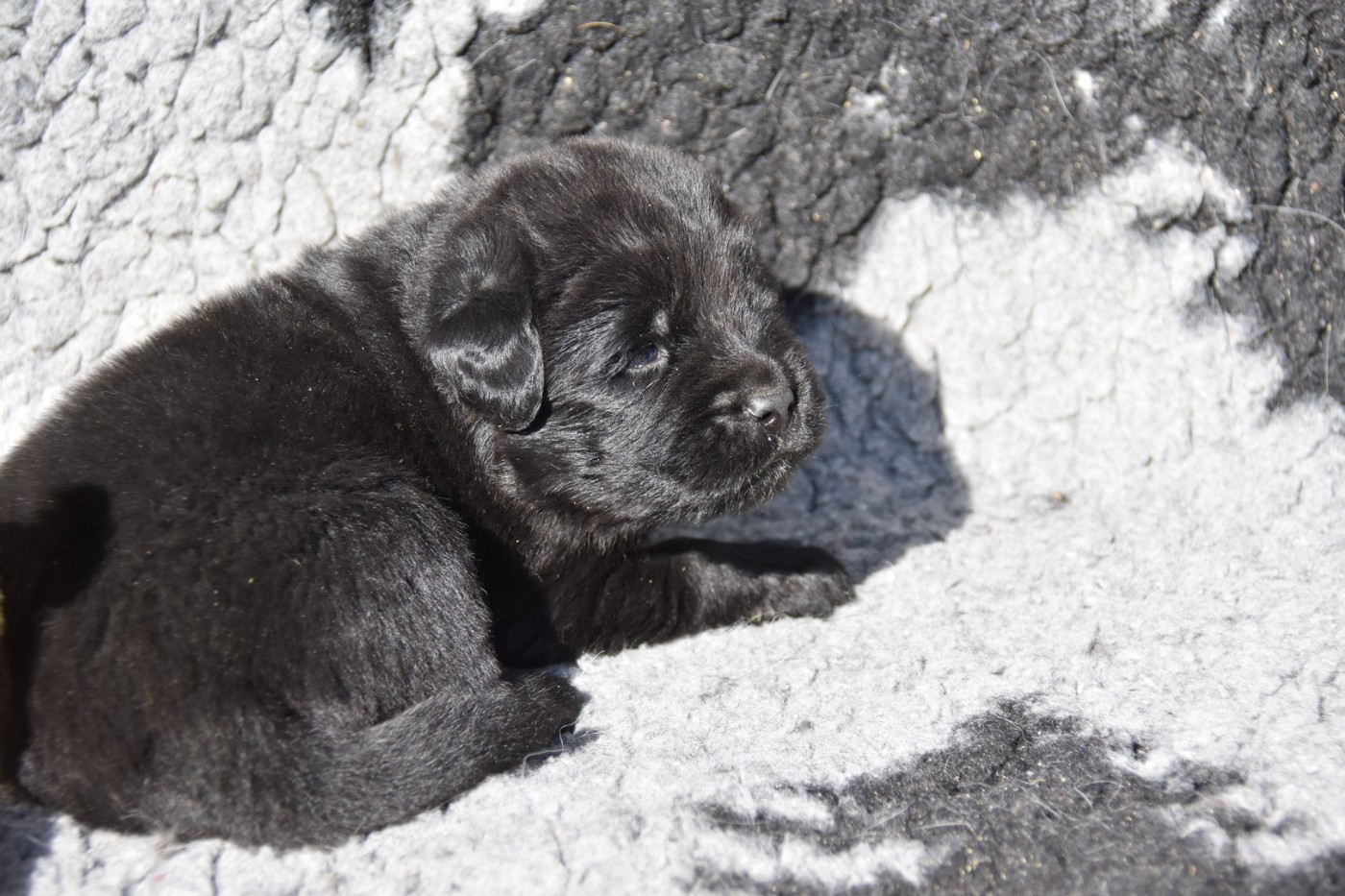 De La Terre De Neaure - Chiots disponibles - Terre-neuve