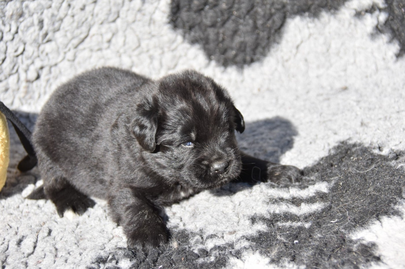 De La Terre De Neaure - Chiots disponibles - Terre-neuve