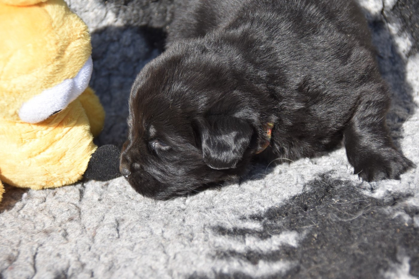 De La Terre De Neaure - Chiots disponibles - Terre-neuve