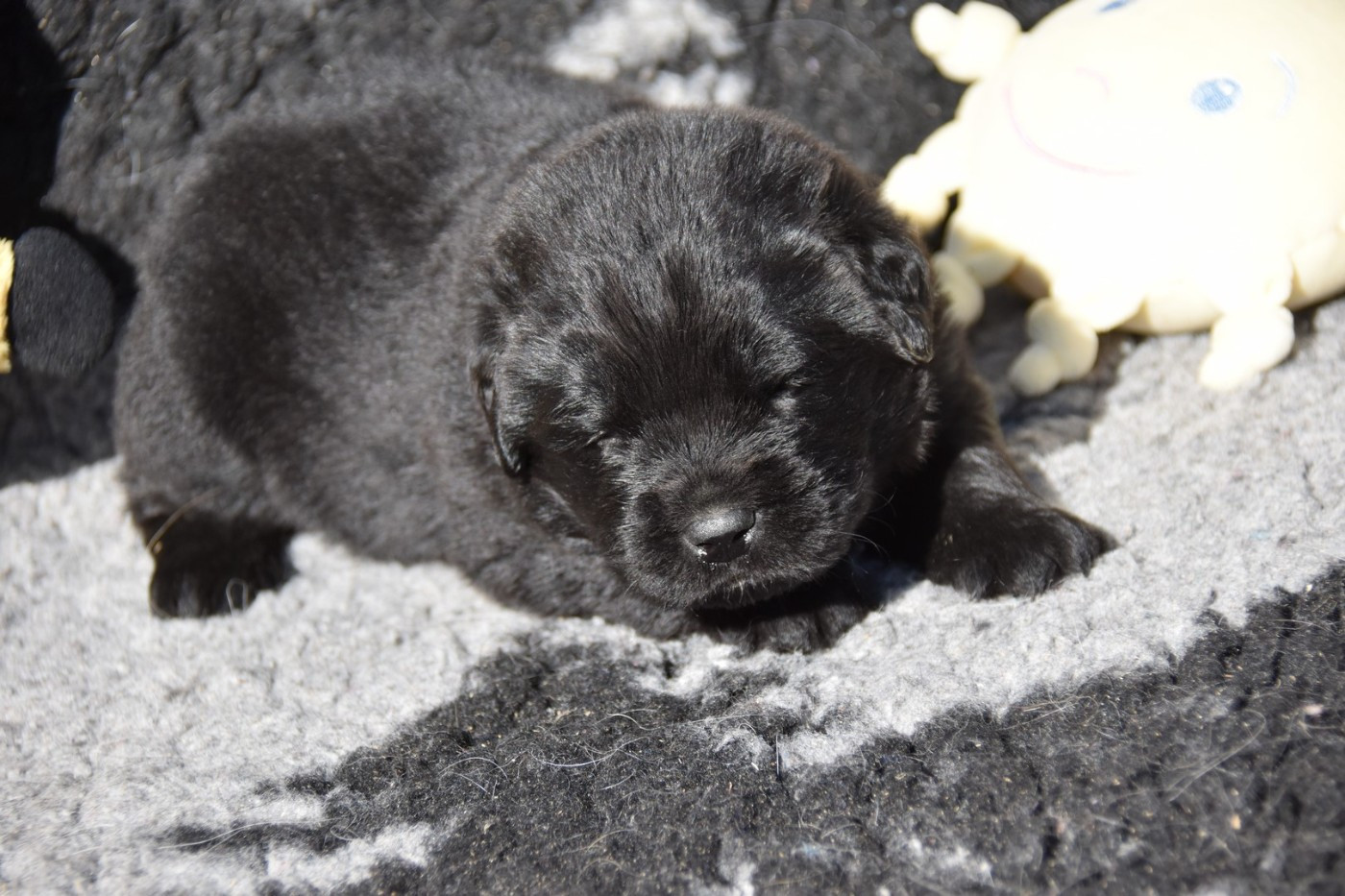 De La Terre De Neaure - Chiots disponibles - Terre-neuve