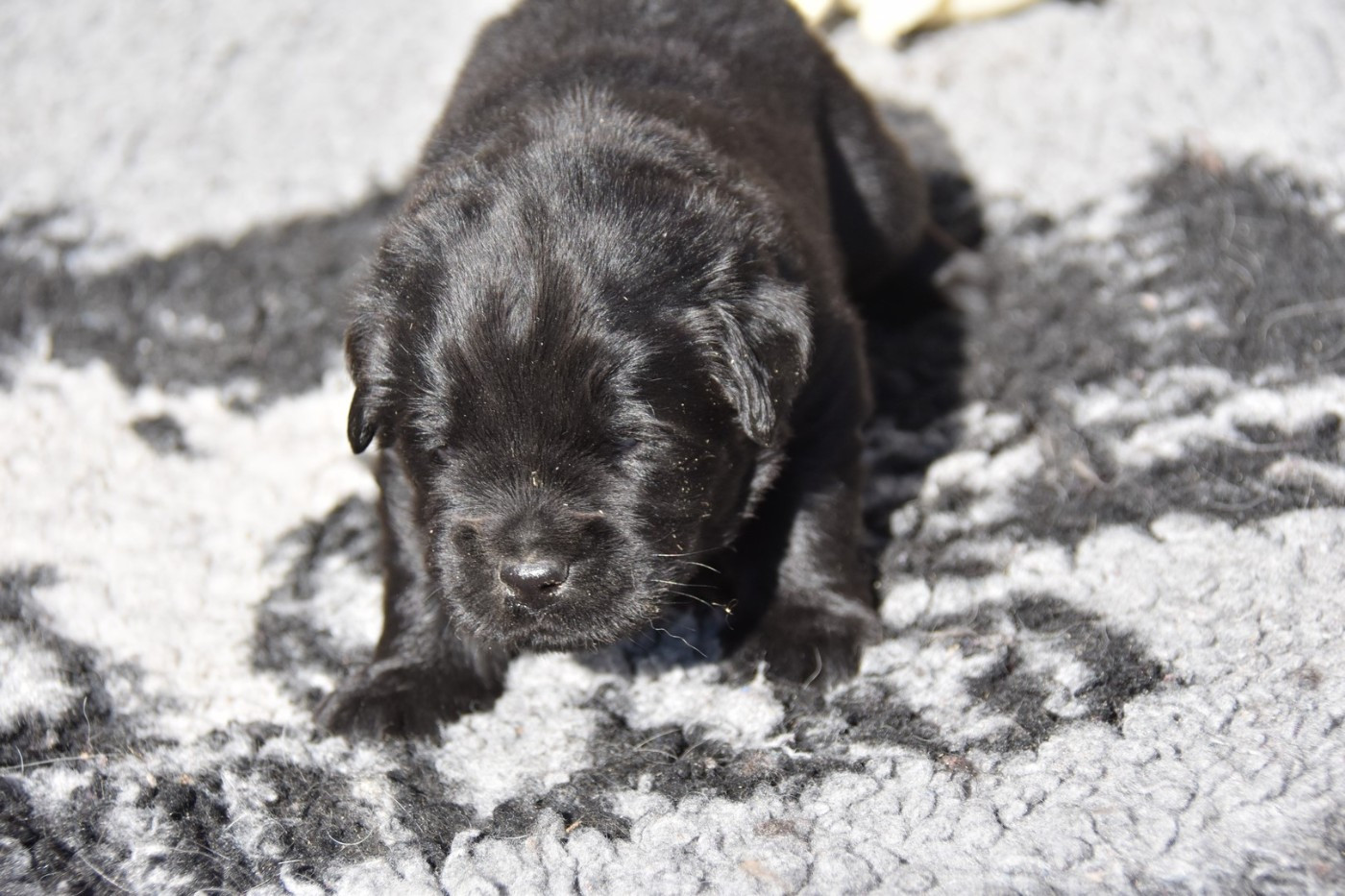 De La Terre De Neaure - Chiots disponibles - Terre-neuve