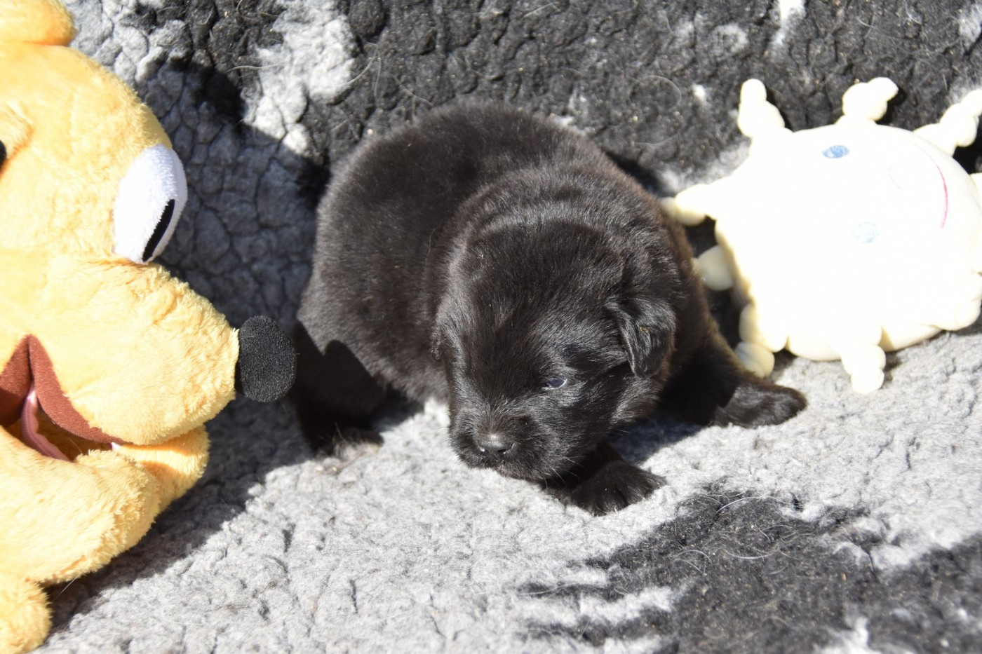 De La Terre De Neaure - Chiots disponibles - Terre-neuve