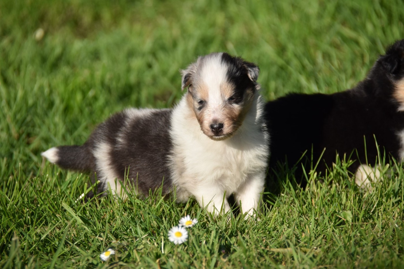 De La Terre De Neaure - Chiots disponibles - Shetland Sheepdog