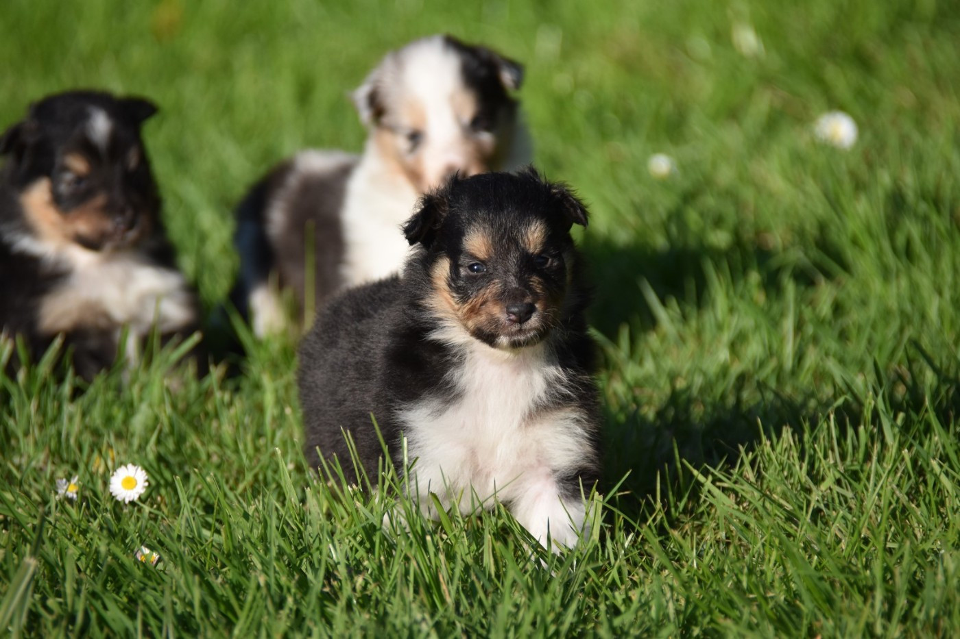 De La Terre De Neaure - Chiots disponibles - Shetland Sheepdog