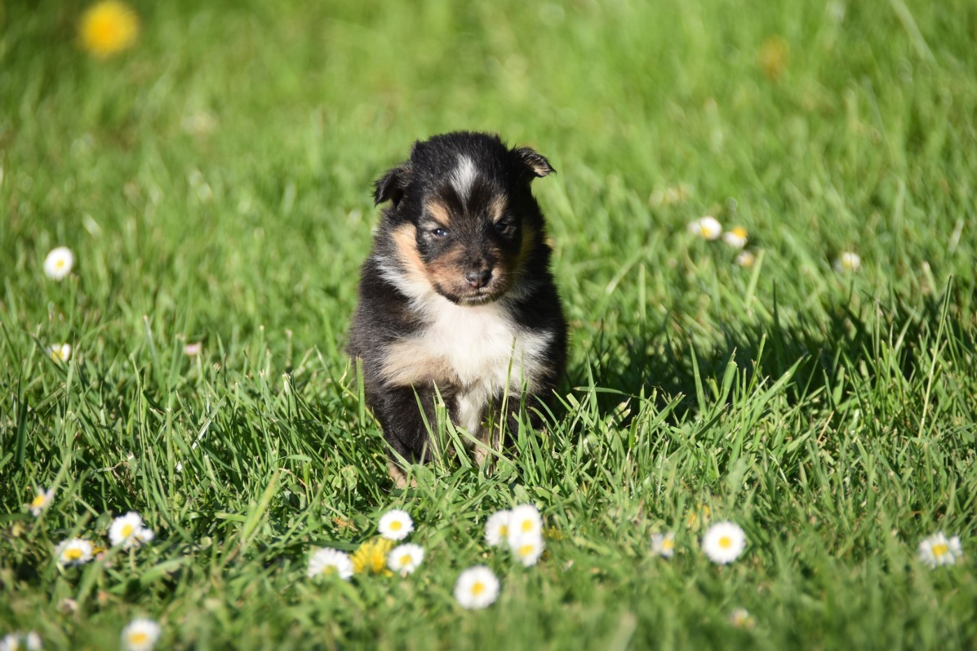 De La Terre De Neaure - Chiots disponibles - Shetland Sheepdog