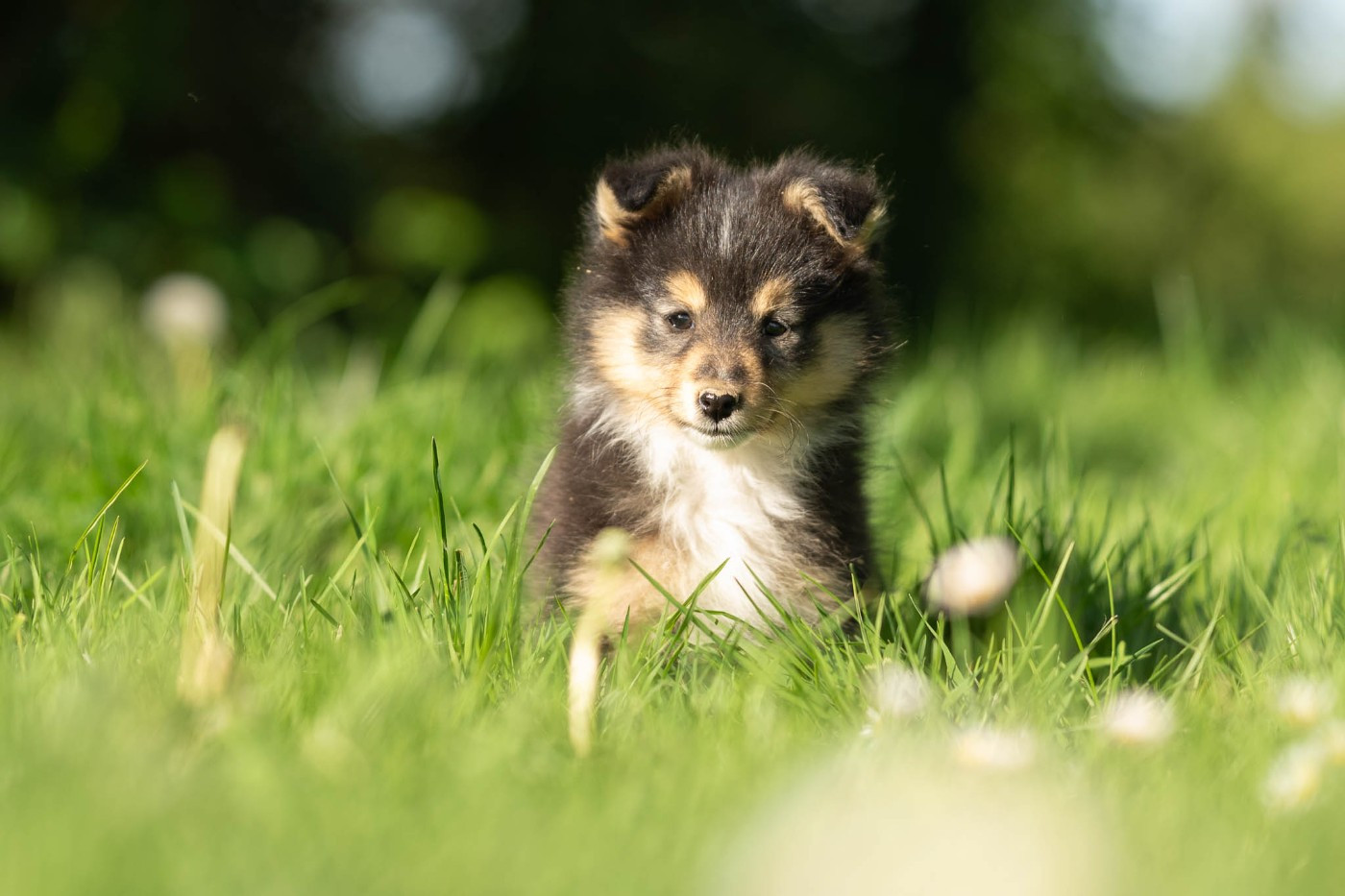 De La Terre De Neaure - Chiots disponibles - Shetland Sheepdog