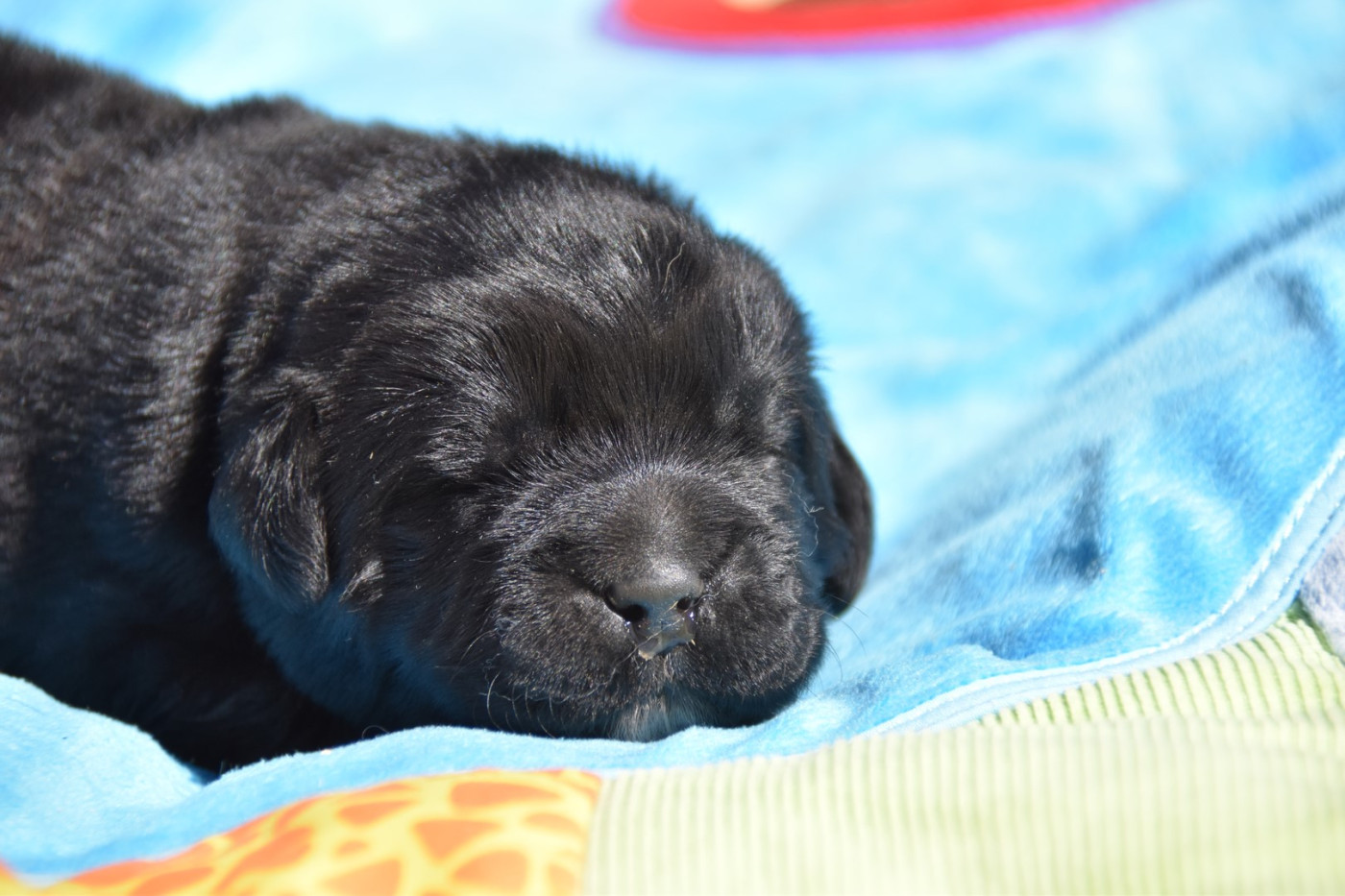 De La Terre De Neaure - Chiots disponibles - Terre-neuve