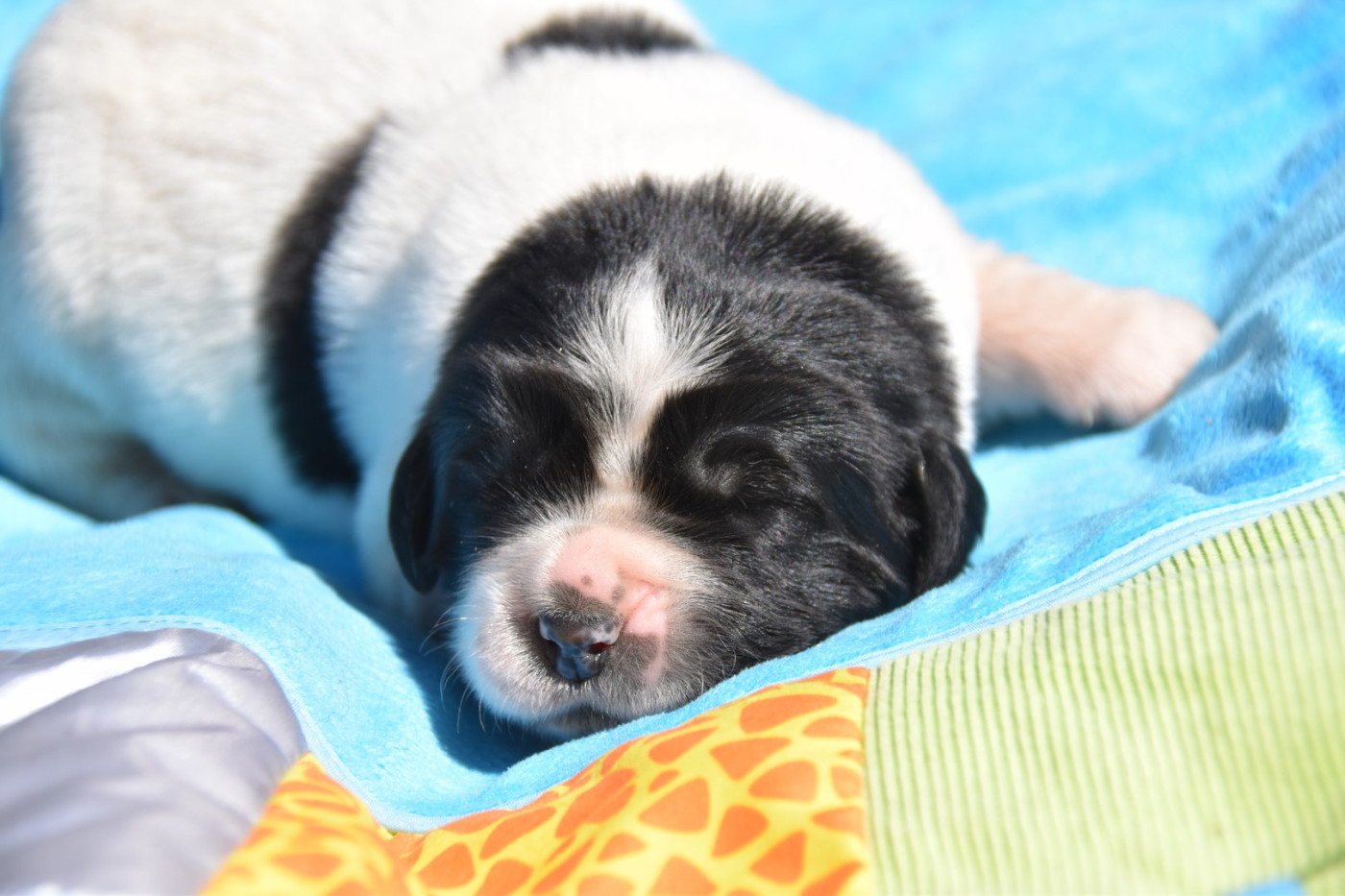 De La Terre De Neaure - Chiots disponibles - Terre-neuve