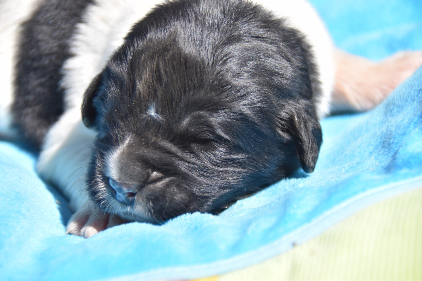 De La Terre De Neaure - Chiots disponibles - Terre-neuve