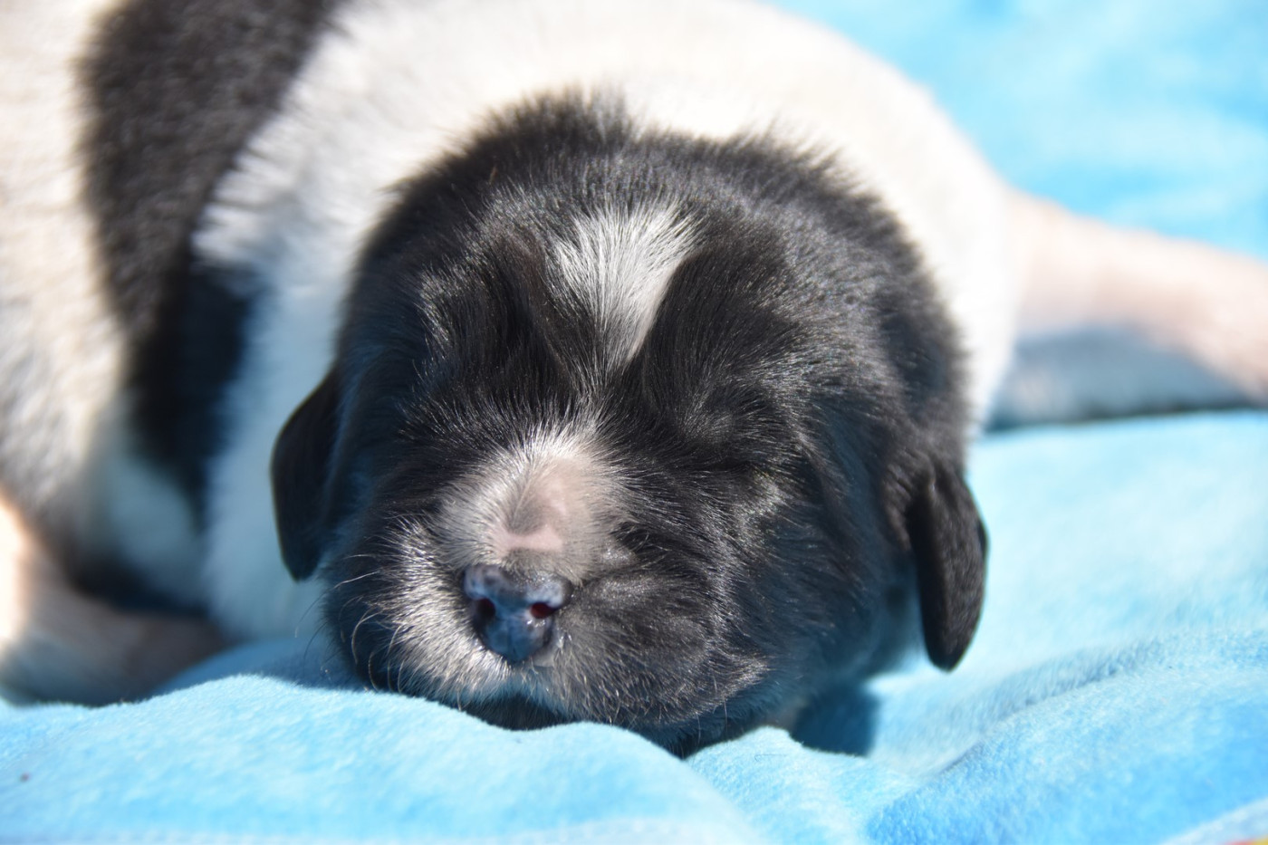 De La Terre De Neaure - Chiots disponibles - Terre-neuve