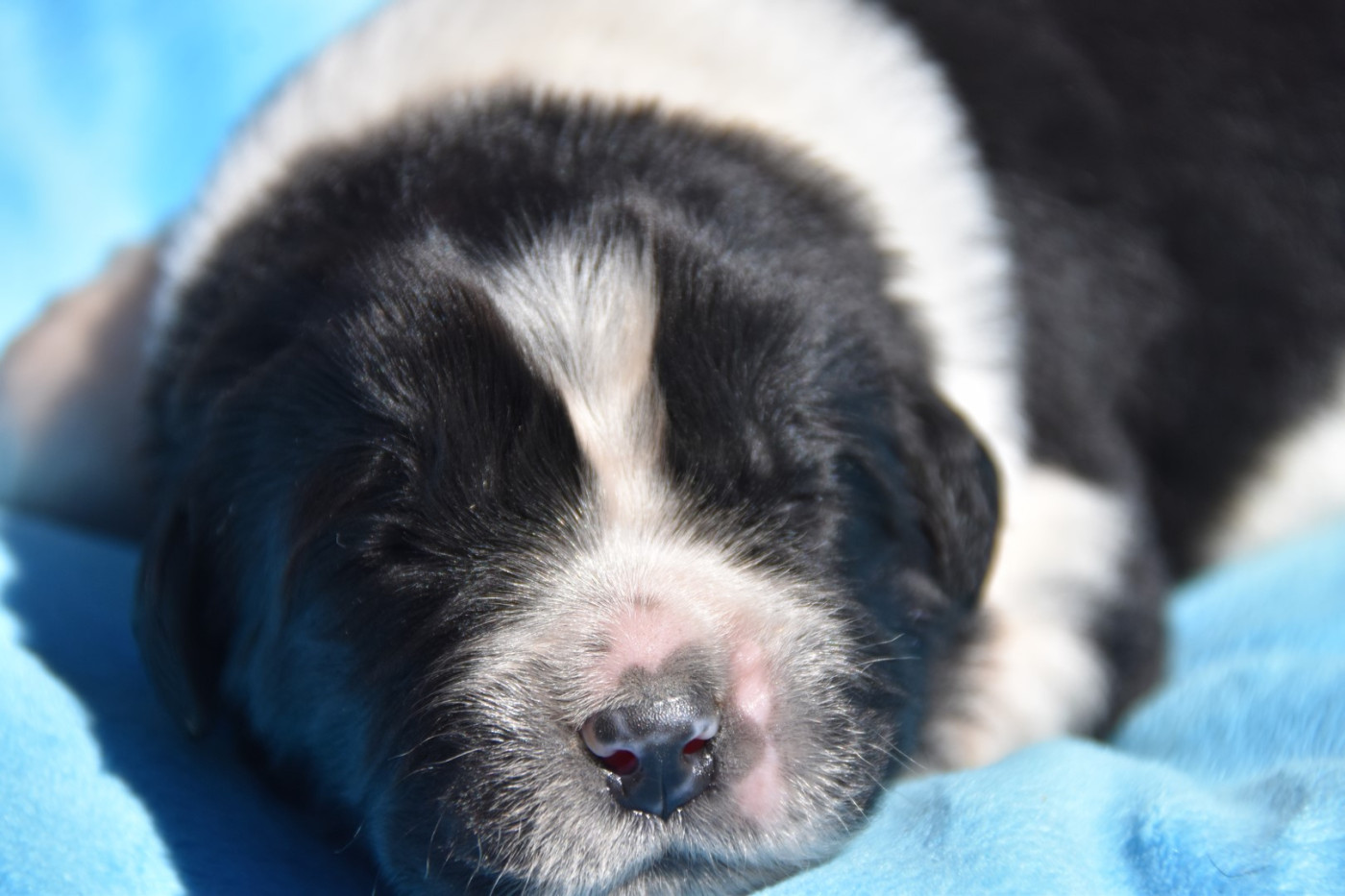 De La Terre De Neaure - Chiots disponibles - Terre-neuve