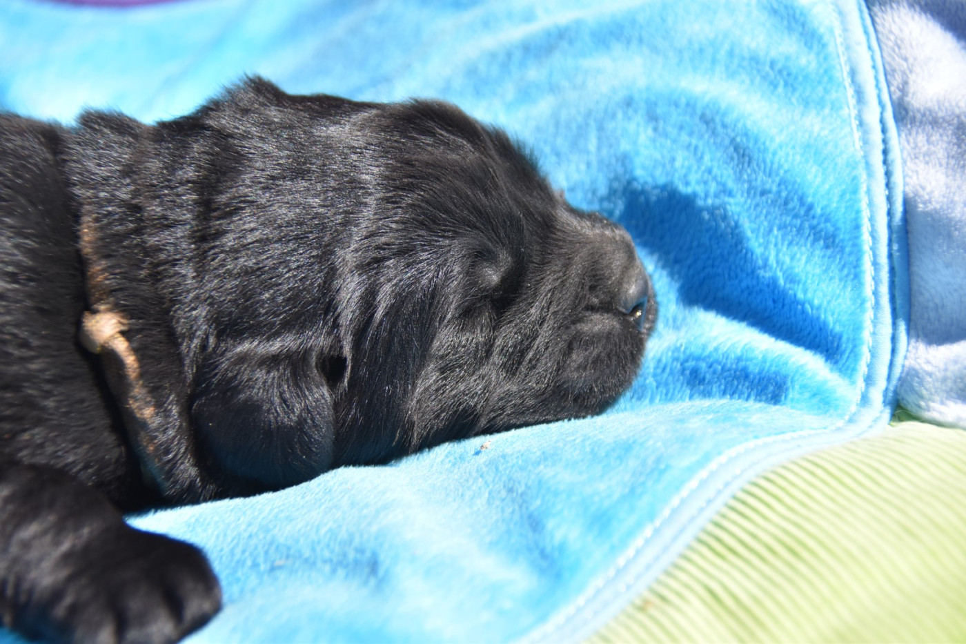 De La Terre De Neaure - Chiots disponibles - Terre-neuve