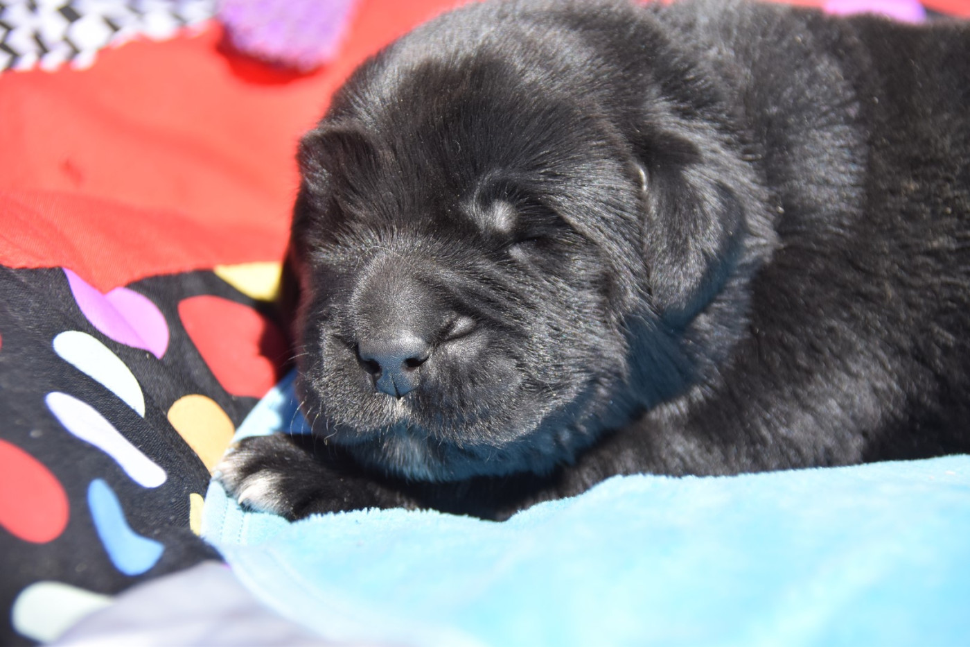 De La Terre De Neaure - Chiots disponibles - Terre-neuve