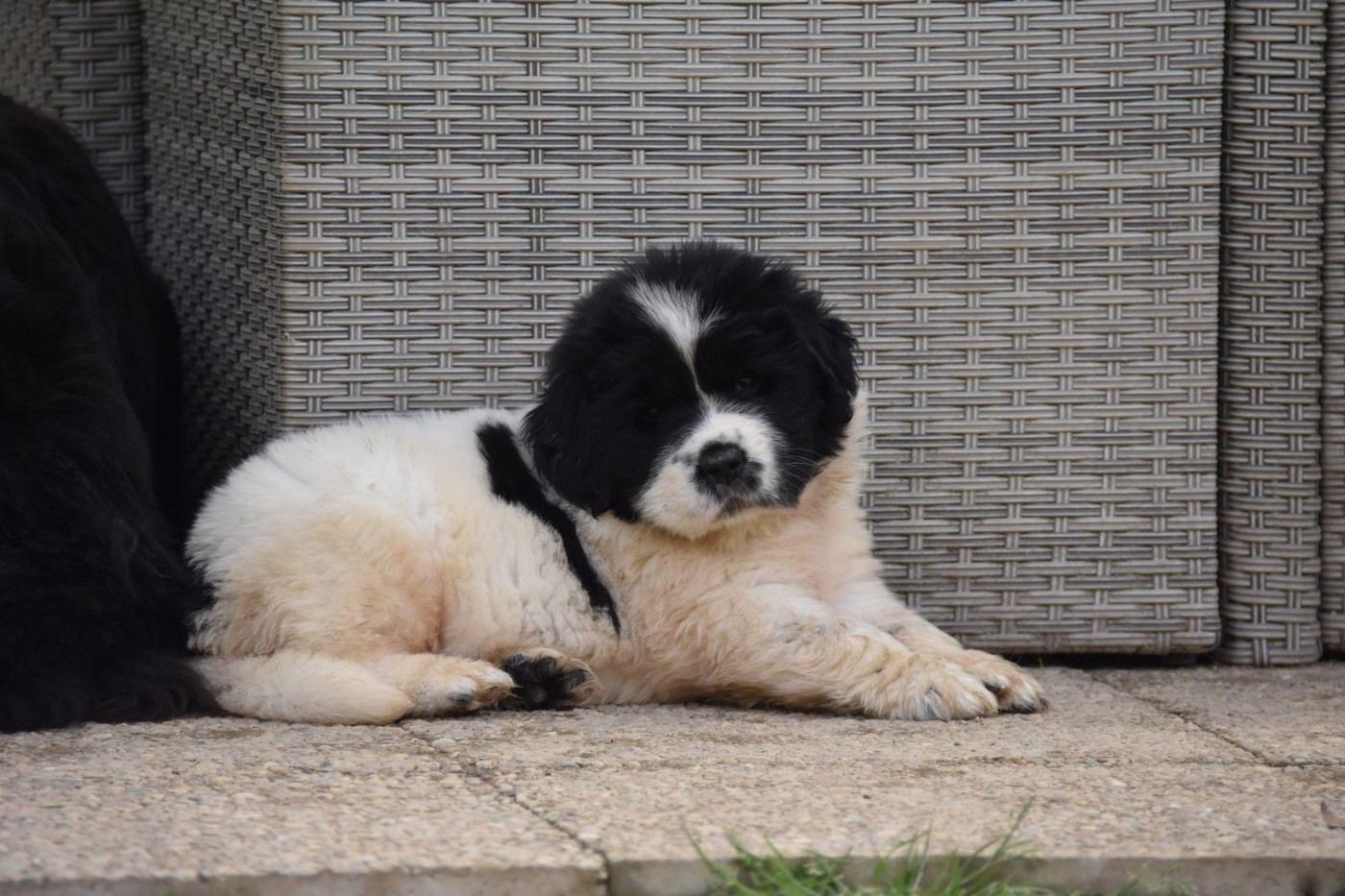 De La Terre De Neaure - Chiots disponibles - Terre-neuve