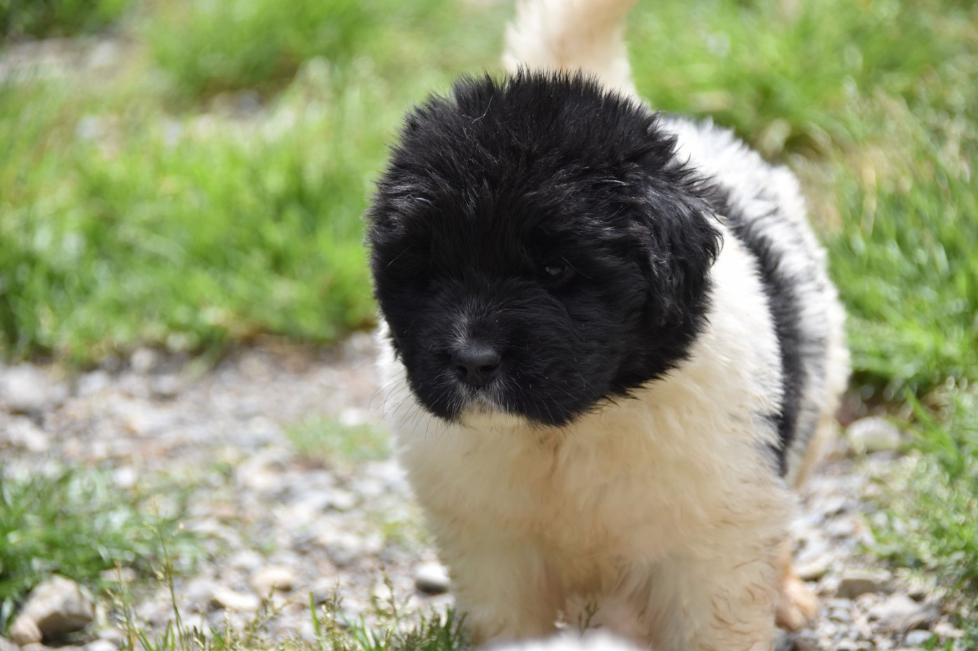 De La Terre De Neaure - Chiots disponibles - Terre-neuve