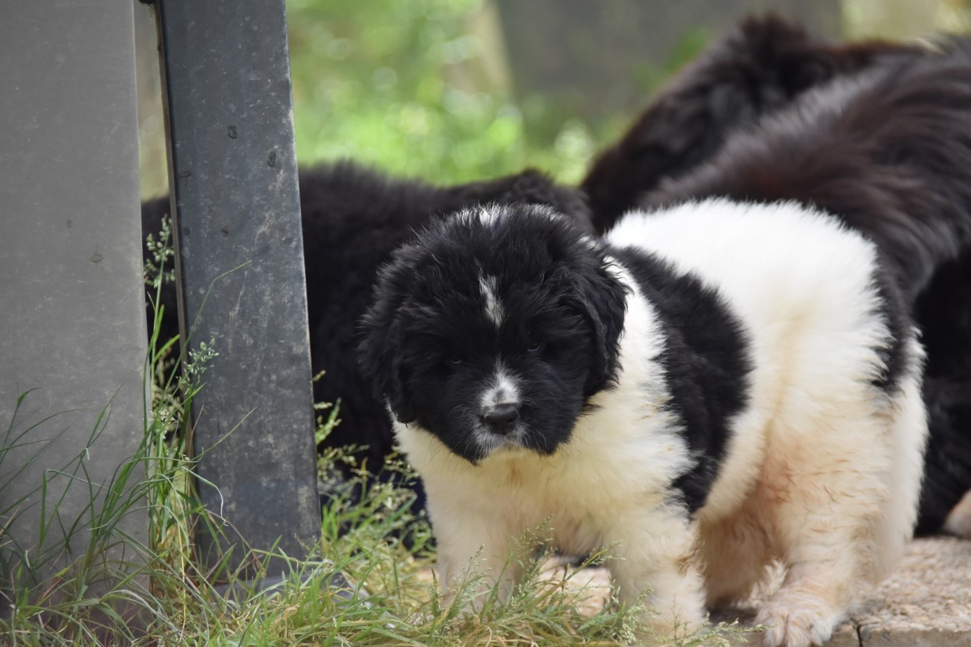 De La Terre De Neaure - Chiots disponibles - Terre-neuve