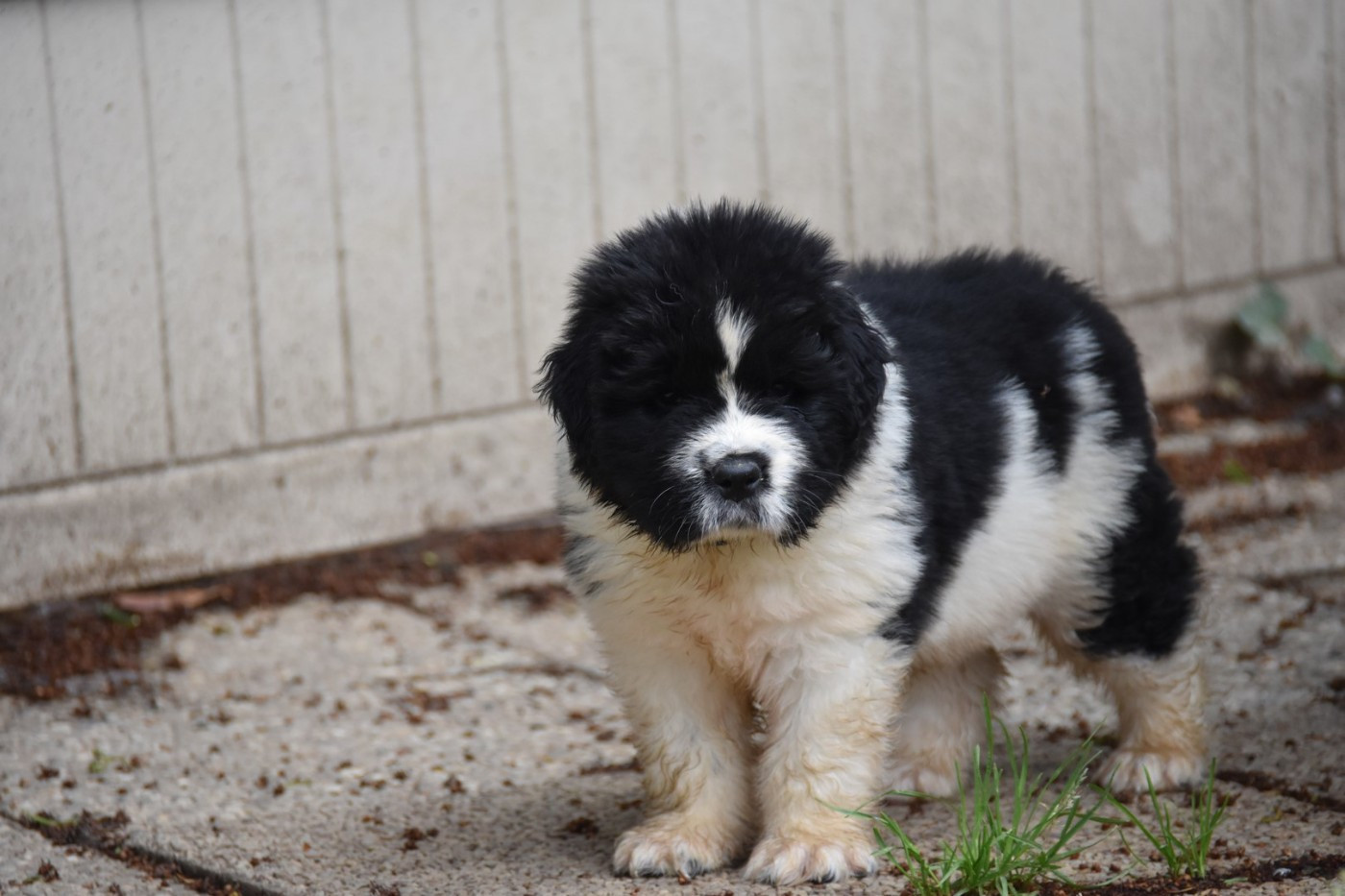De La Terre De Neaure - Chiots disponibles - Terre-neuve