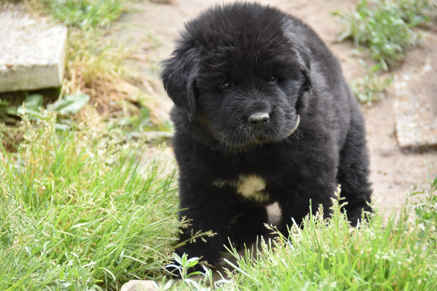 De La Terre De Neaure - Chiots disponibles - Terre-neuve