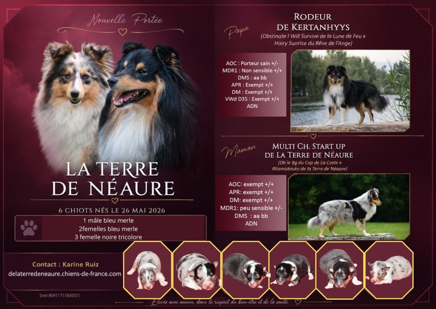 Chiot Shetland Sheepdog De La Terre De Neaure