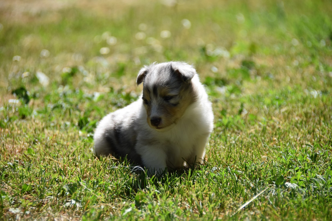 De La Terre De Neaure - Chiots disponibles - Shetland Sheepdog