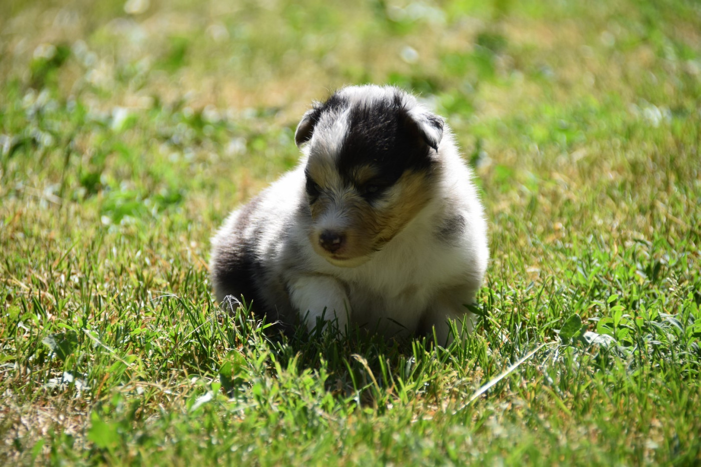 De La Terre De Neaure - Chiots disponibles - Shetland Sheepdog