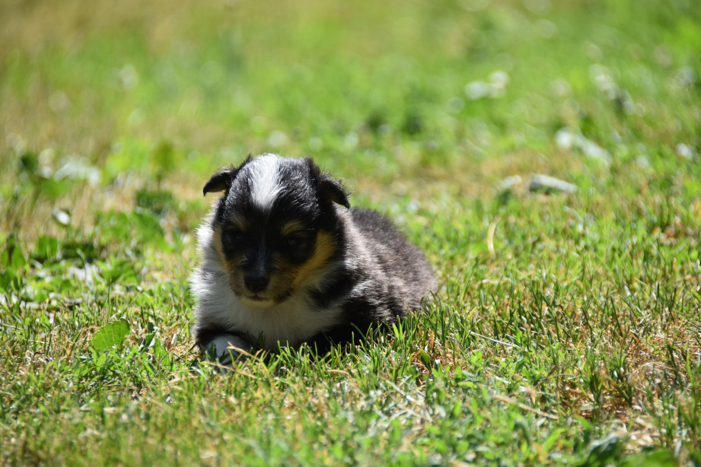 De La Terre De Neaure - Chiots disponibles - Shetland Sheepdog