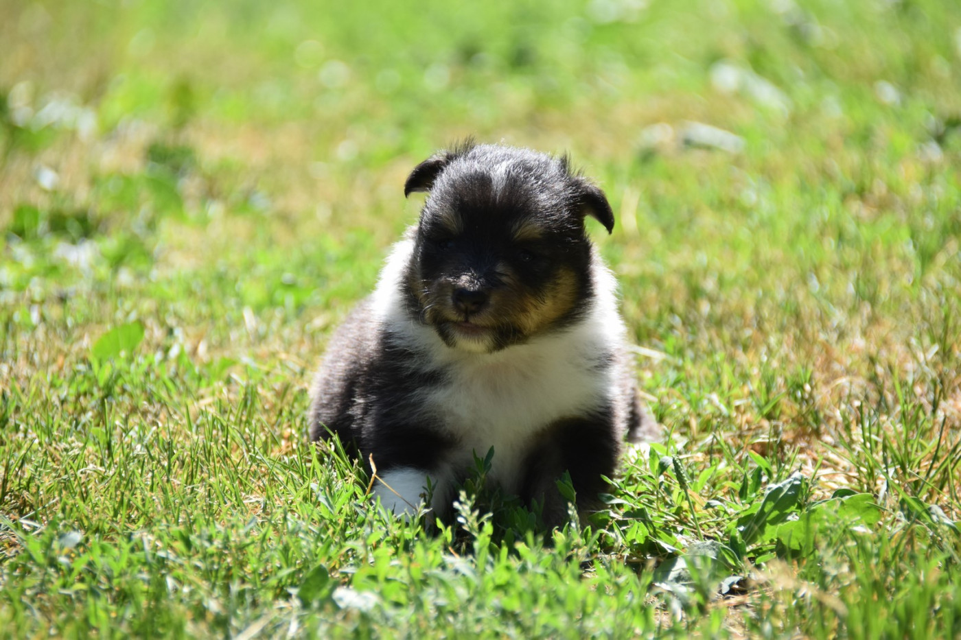 De La Terre De Neaure - Chiots disponibles - Shetland Sheepdog